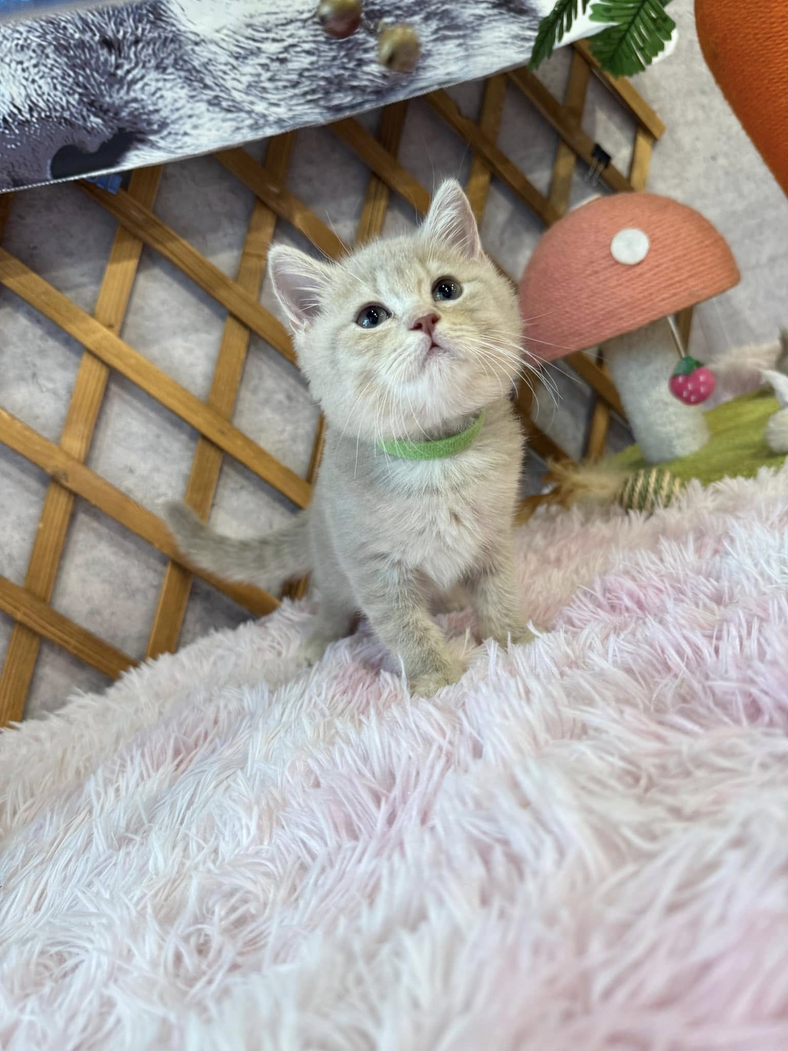 金瑟喵屋／淡紫丁香英國短毛貓