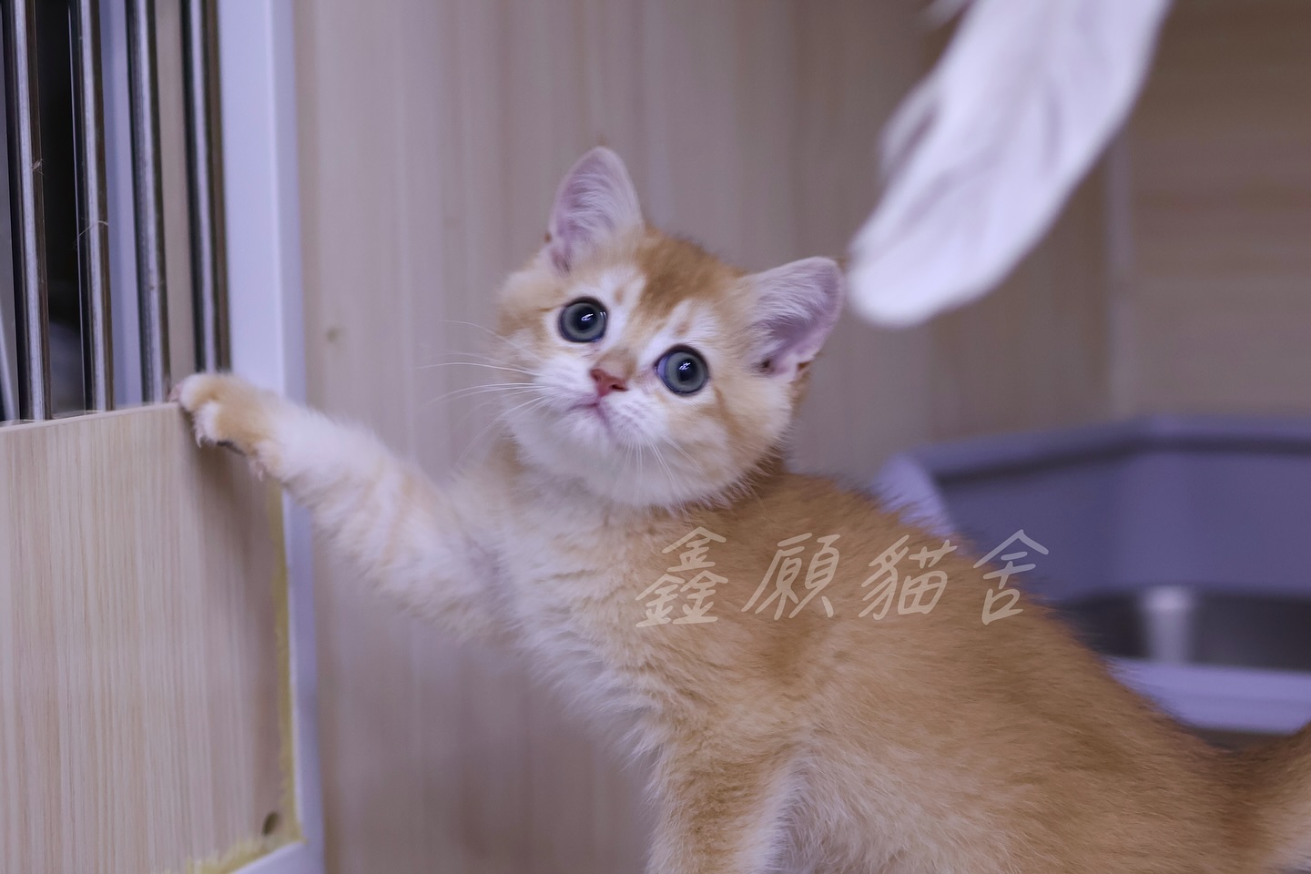 鑫願貓舍／金漸層英國短毛貓