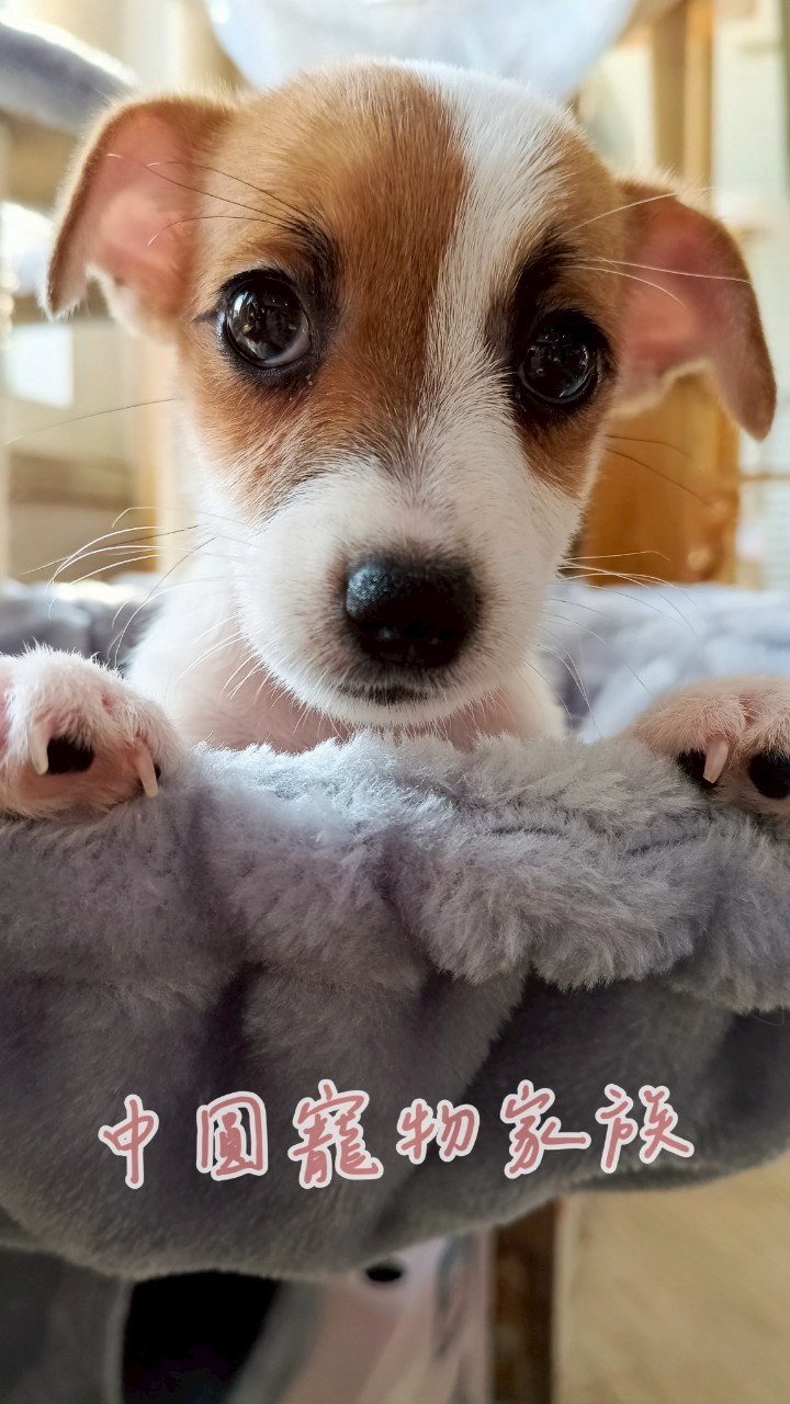 中圓寵物家族／雙色傑克羅素梗
