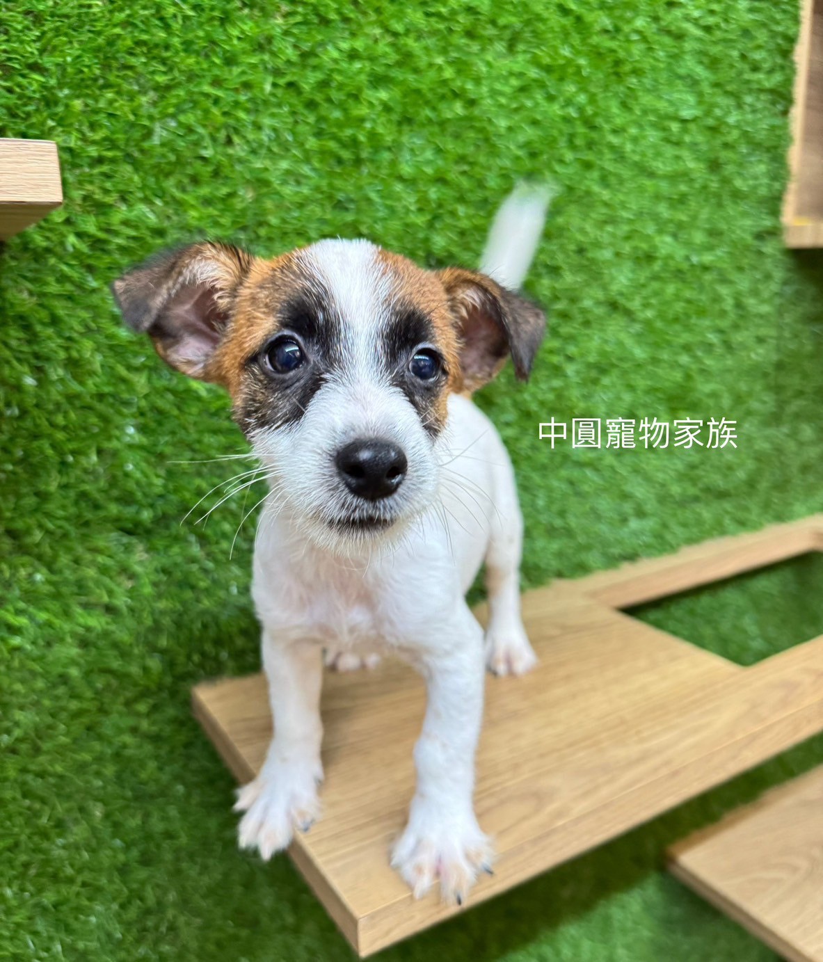 中圓寵物家族／傑克羅素梗