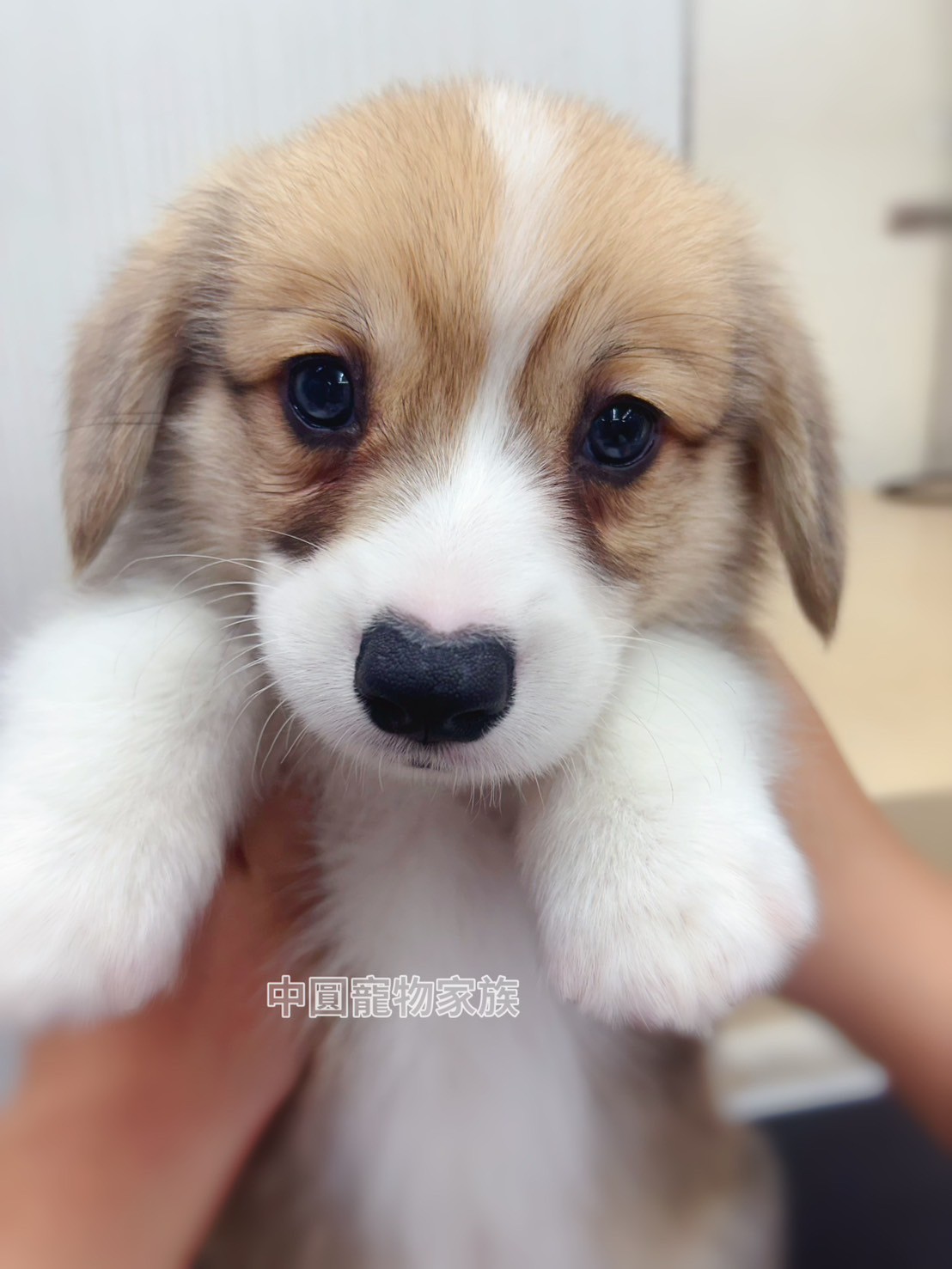 中圓寵物家族／雙色柯基犬