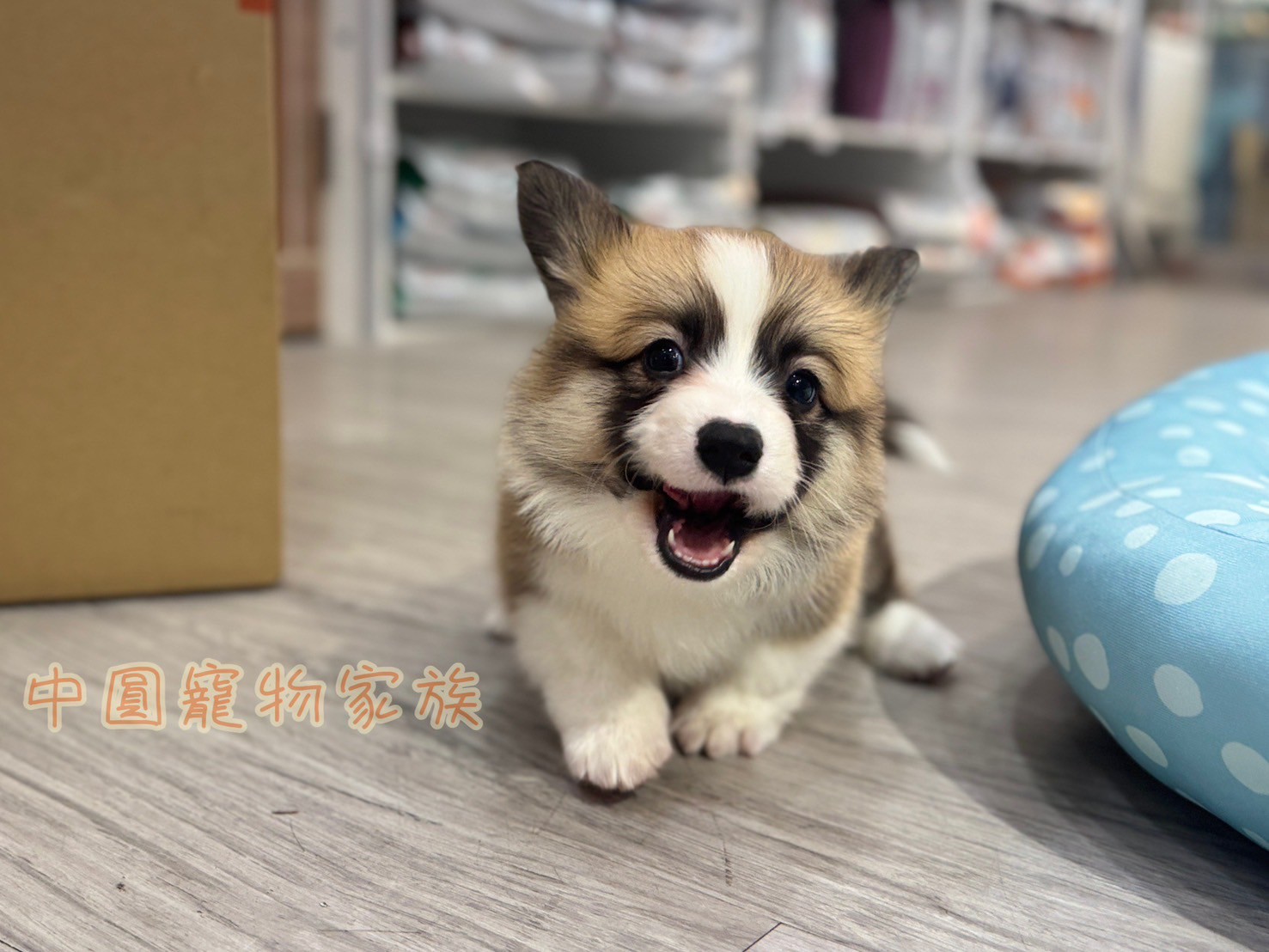 中圓寵物家族／雙色長毛柯基犬