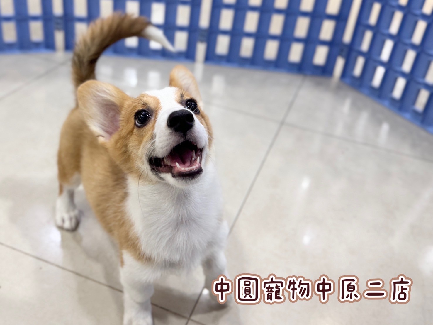中圓寵物家族／雙色柯基犬