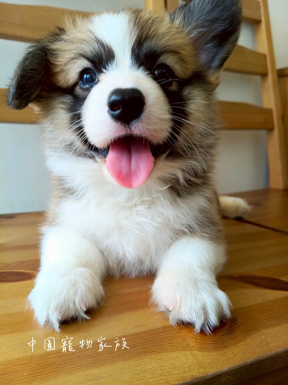 中圓寵物家族／雙色長毛柯基犬