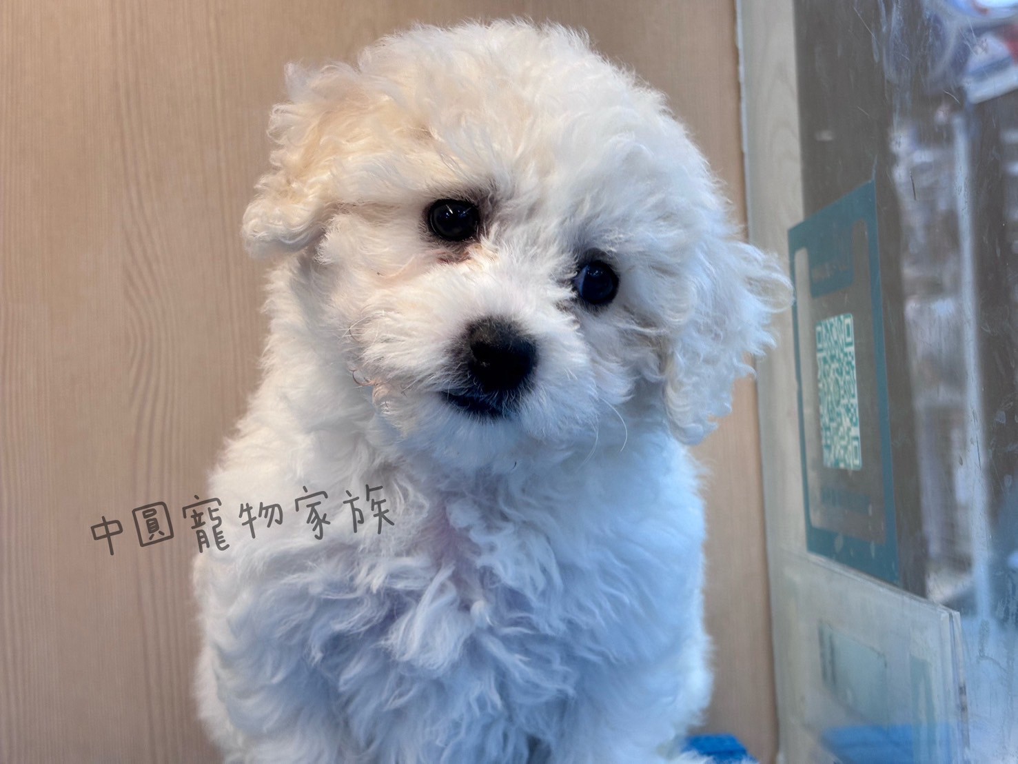 中圓寵物家族／比熊犬