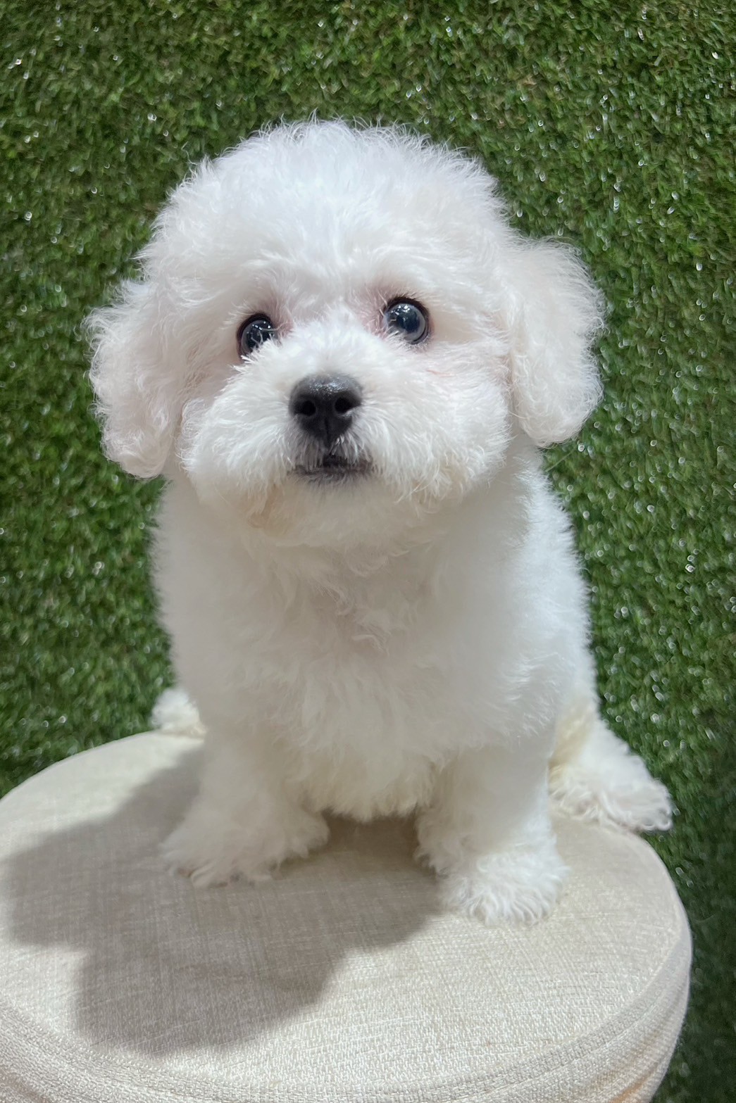 中圓寵物家族／比熊犬