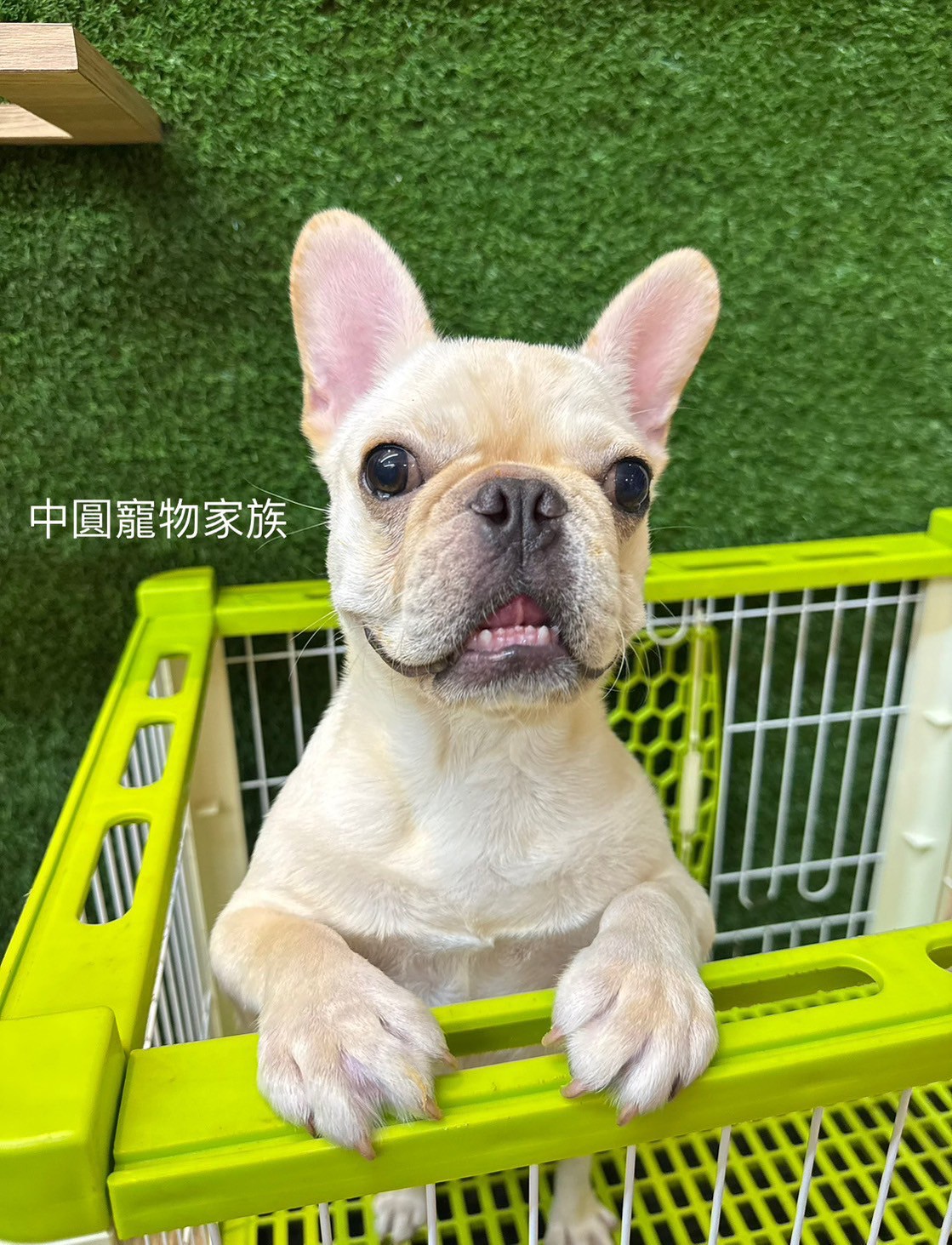 中圓寵物家族／奶油法鬥