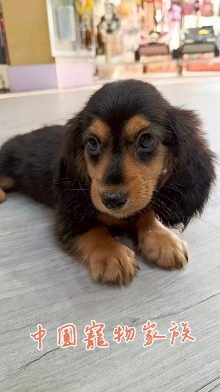 中圓寵物家族／黑奶長毛臘腸犬