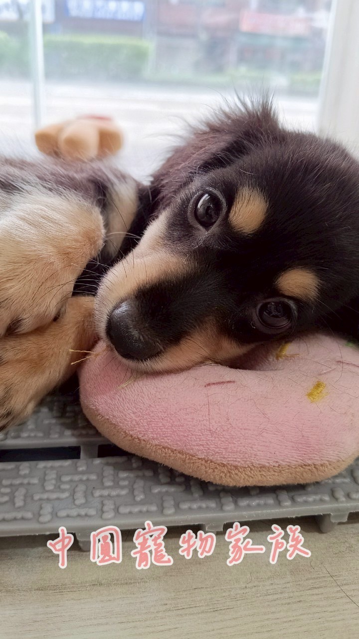 中圓寵物家族／黑奶色長毛臘腸犬
