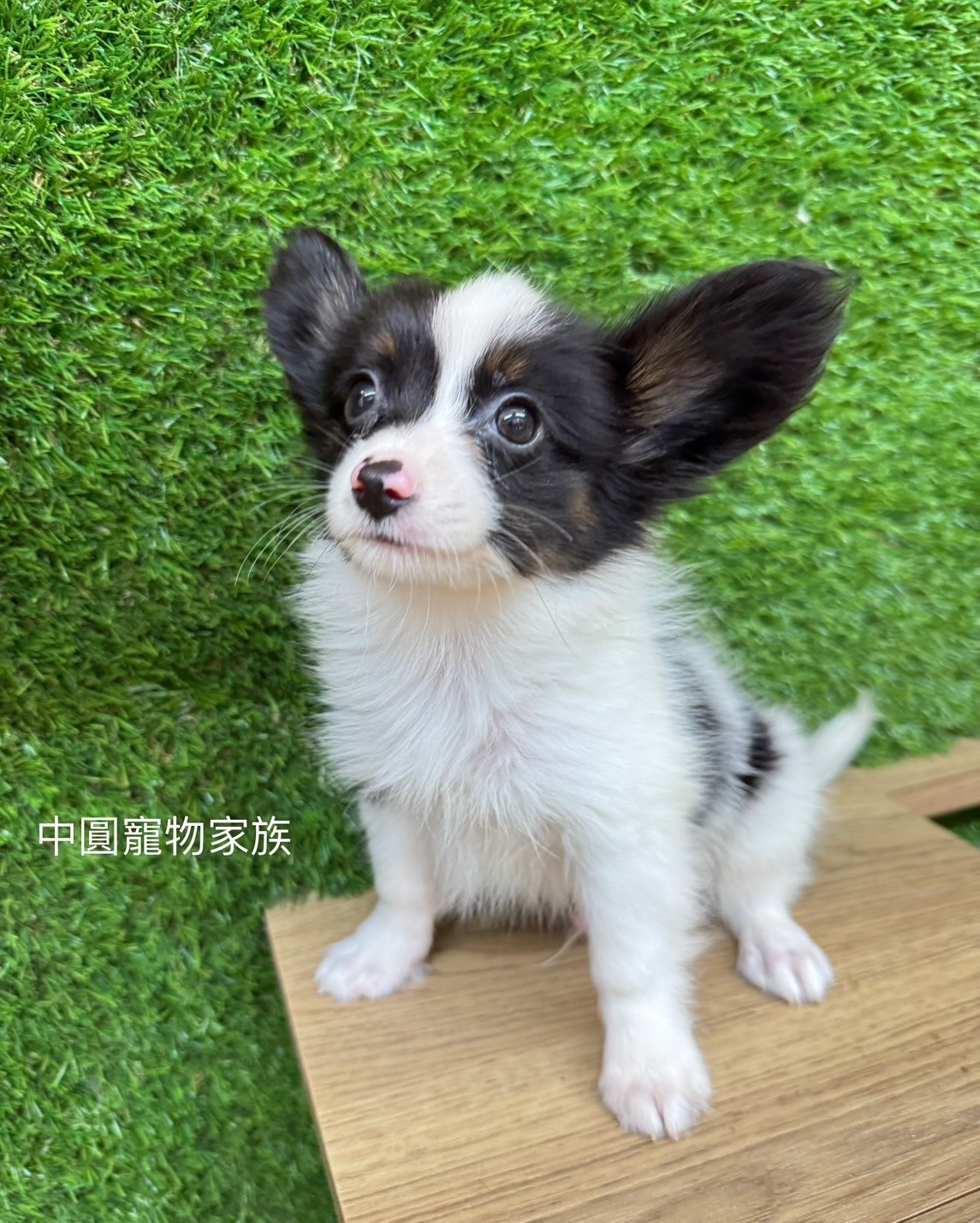 中圓寵物家族／三色蝴蝶犬