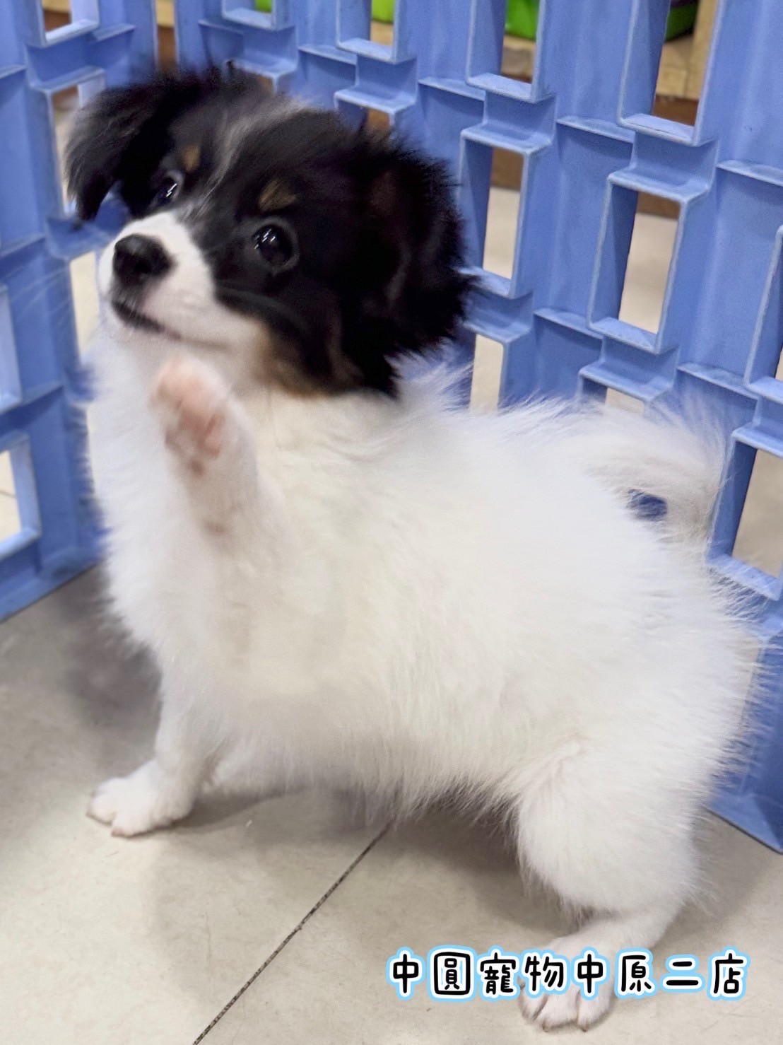 中圓寵物家族／三花蝴蝶犬