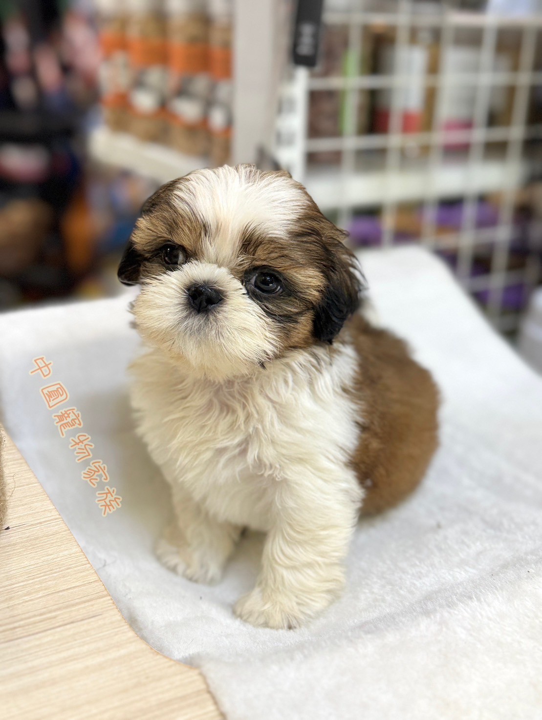 中圓寵物家族／雙色西施犬