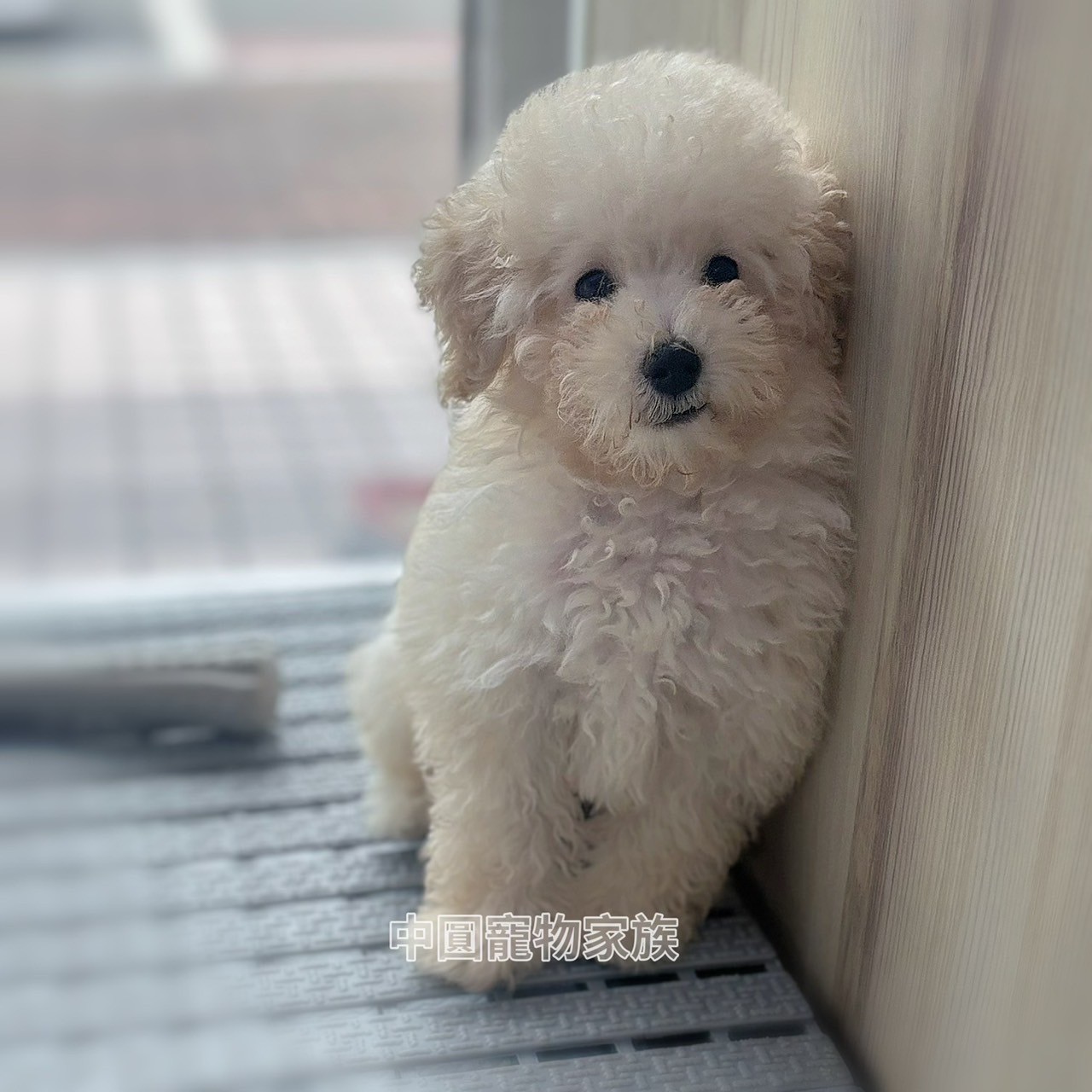 中圓寵物家族／奶油白色貴賓犬