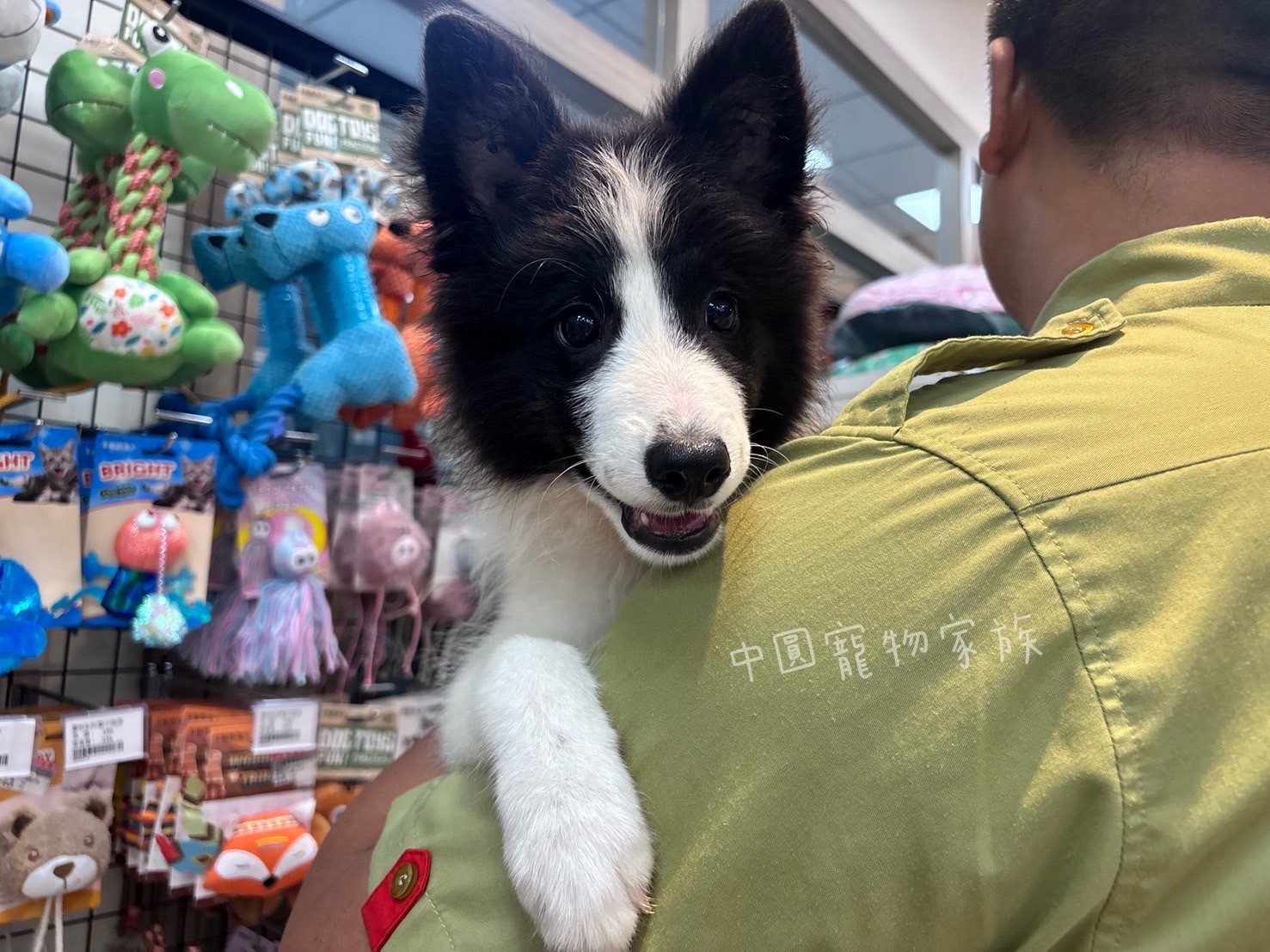中圓寵物家族／黑白色邊境牧羊犬