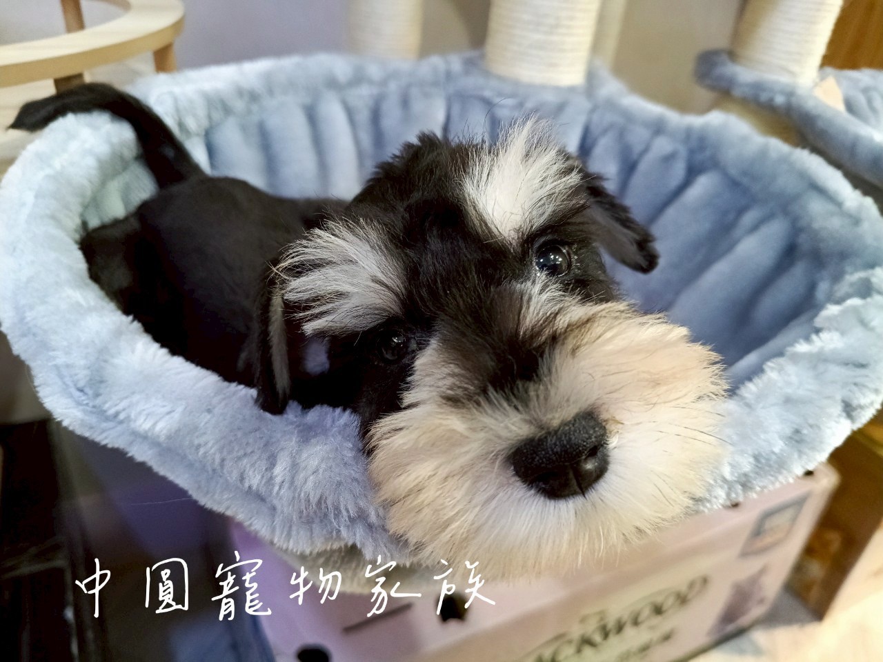 中圓寵物家族／黑蓋雪納瑞