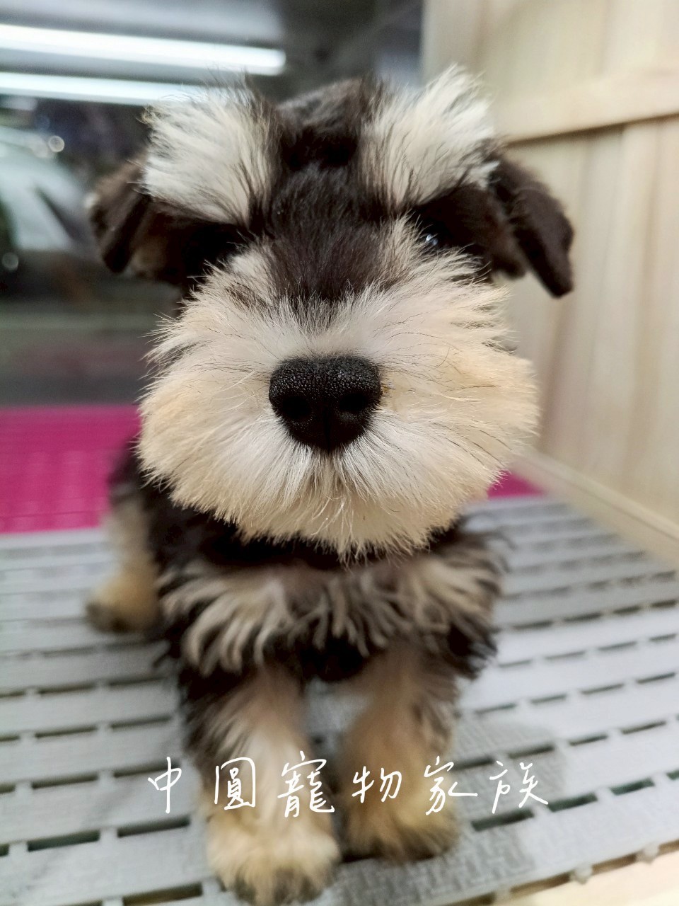 中圓寵物家族／黑蓋雪納瑞