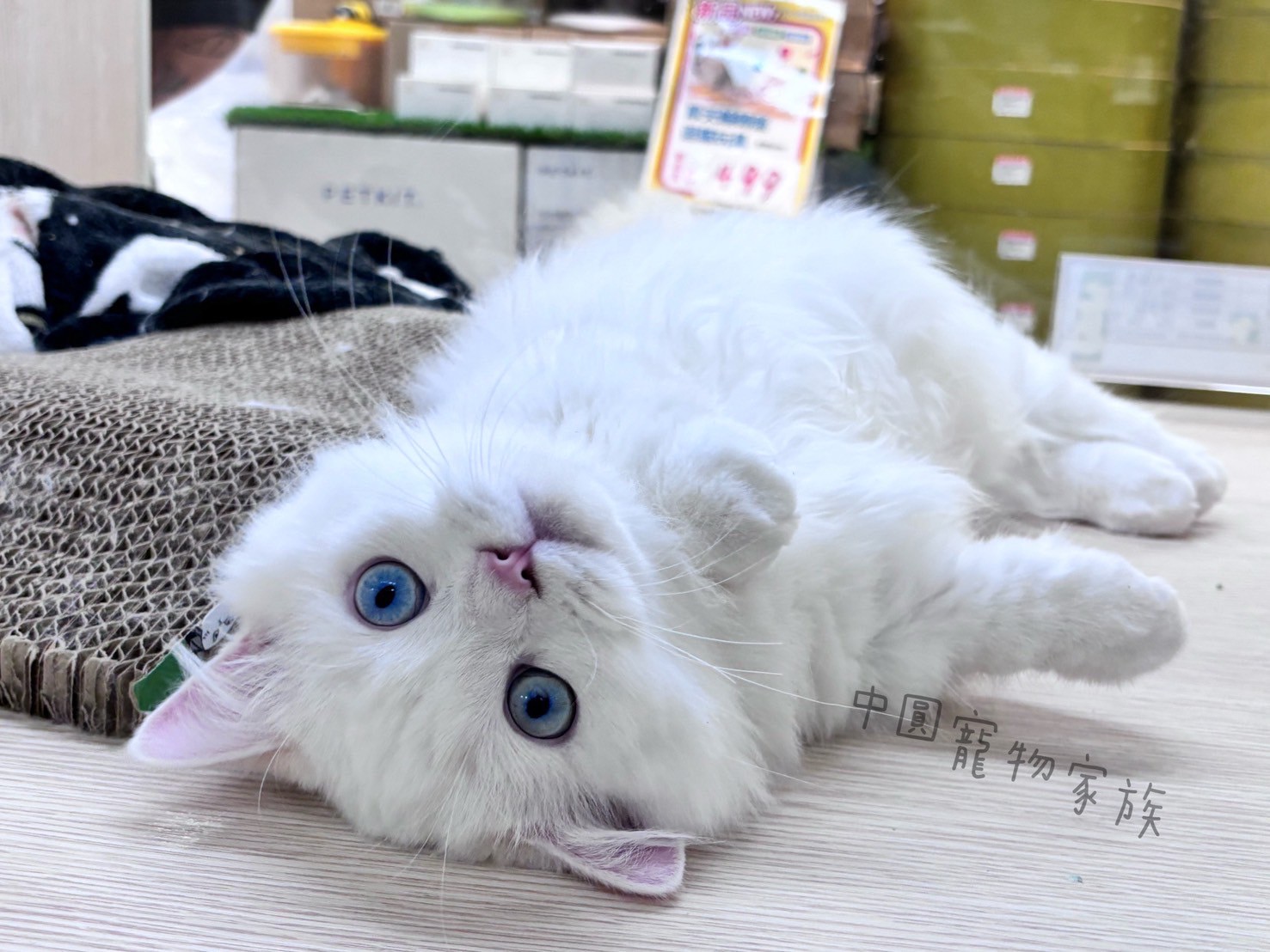 中圓寵物家族／奶端色小步舞曲