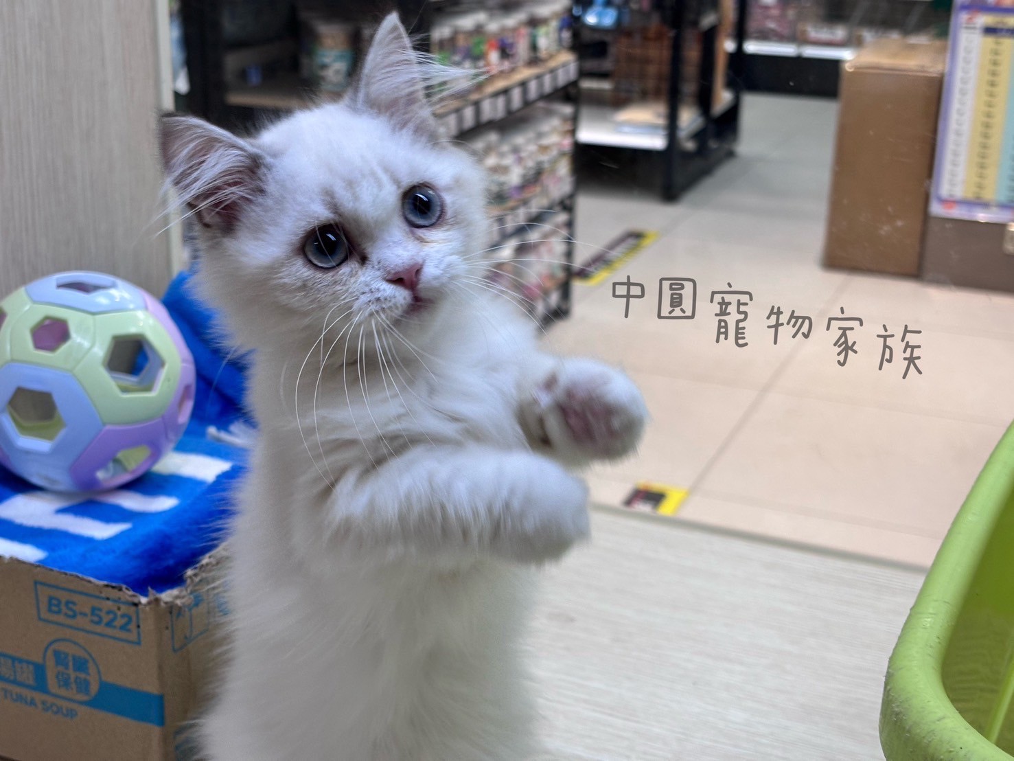 中圓寵物家族／山貓紋小步舞曲