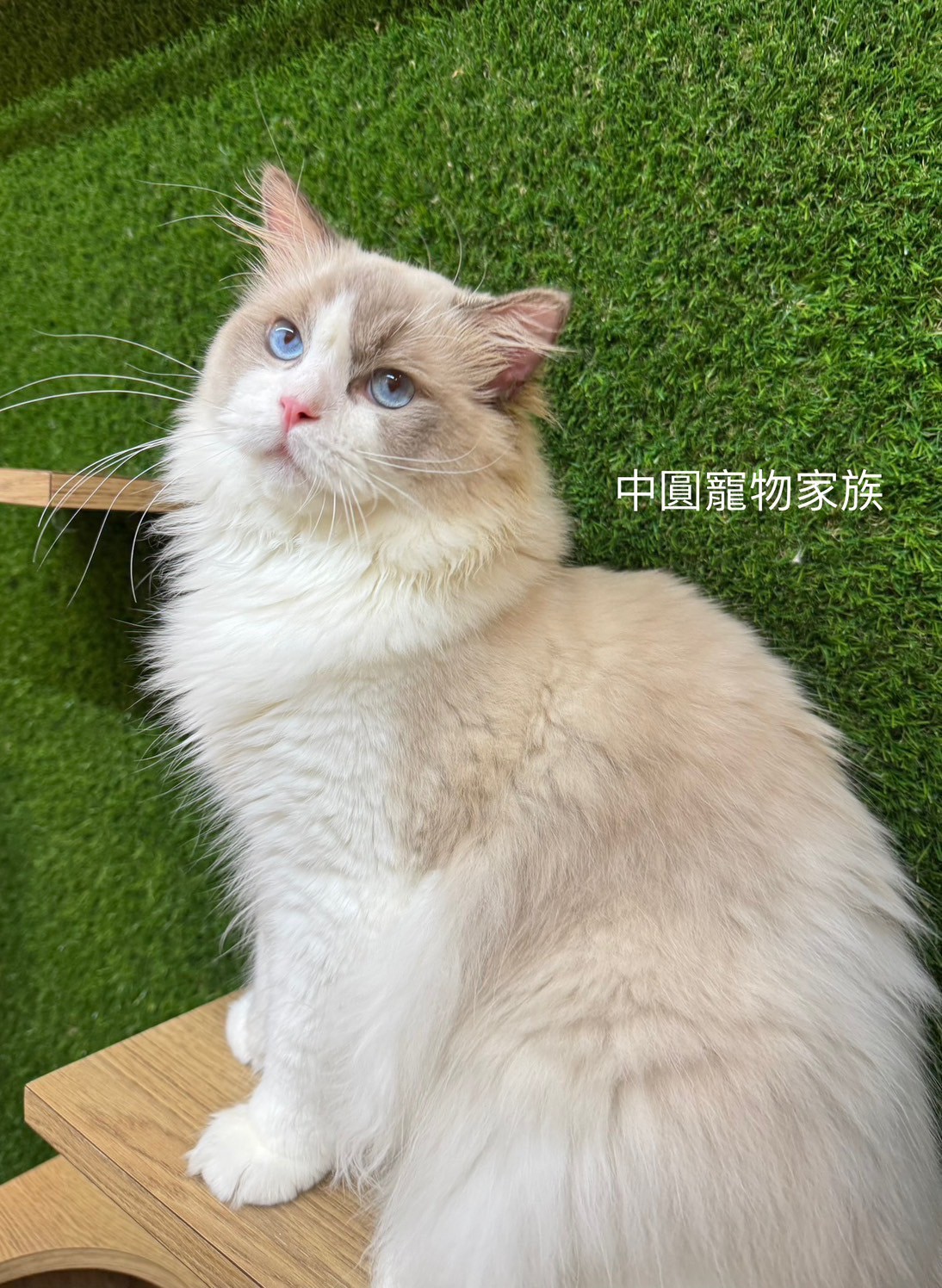 中圓寵物家族／藍雙色布偶貓