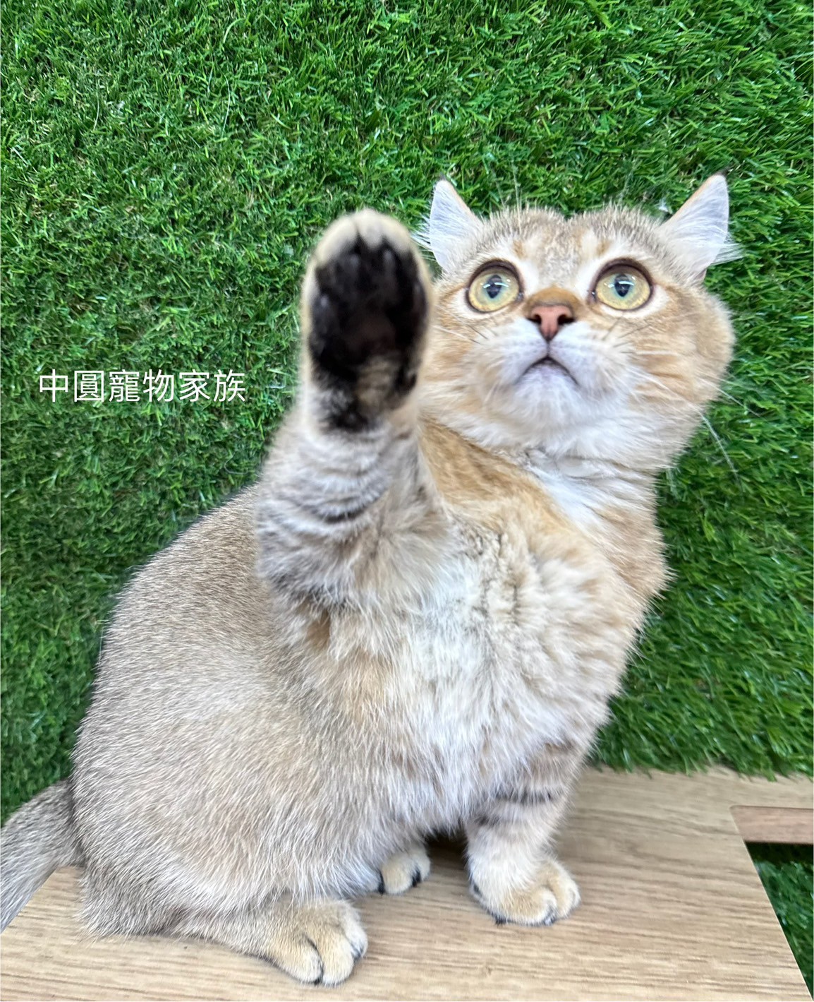 中圓寵物家族／黑金漸層曼赤肯