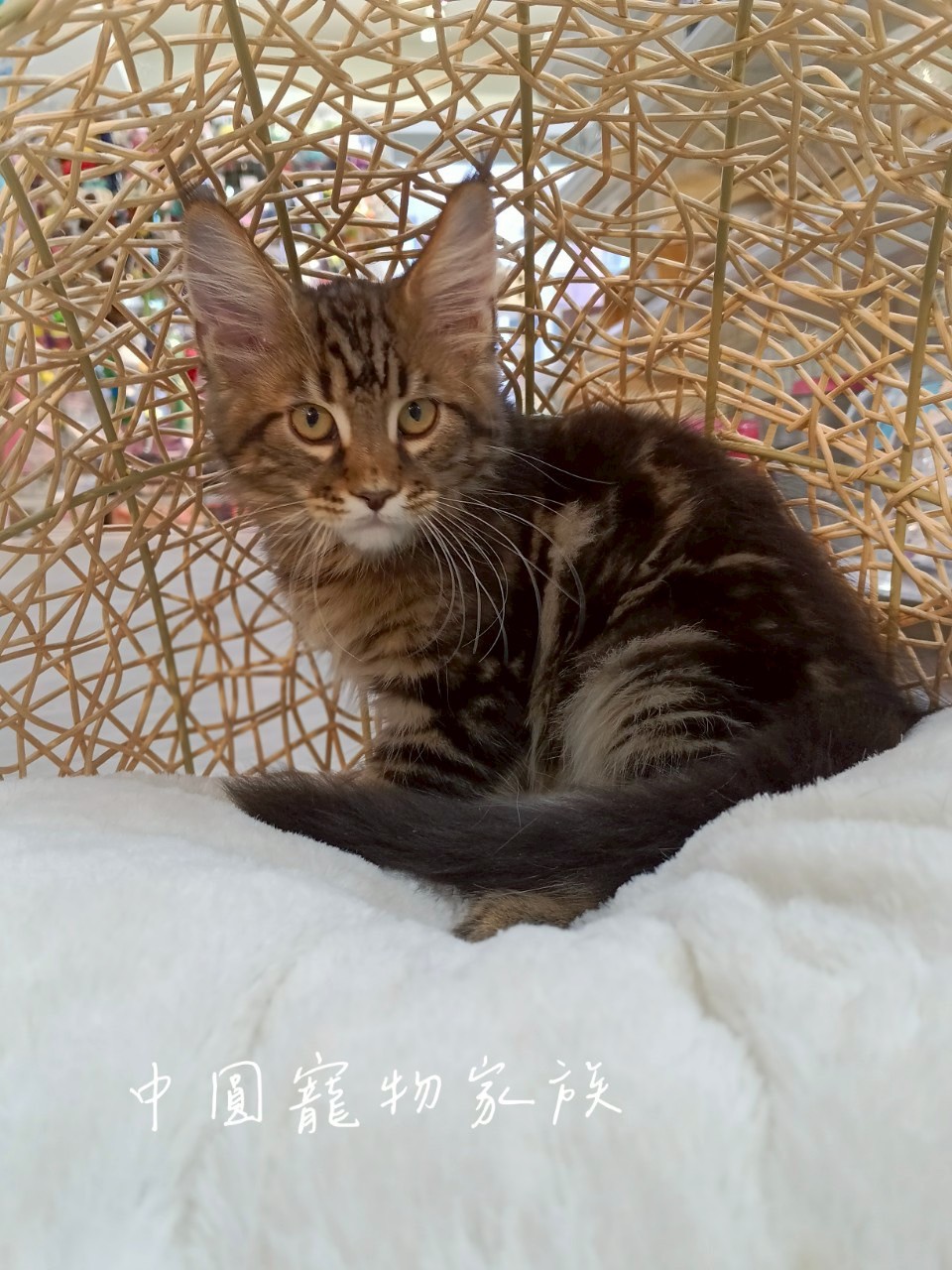 中圓寵物家族／棕虎斑緬因貓
