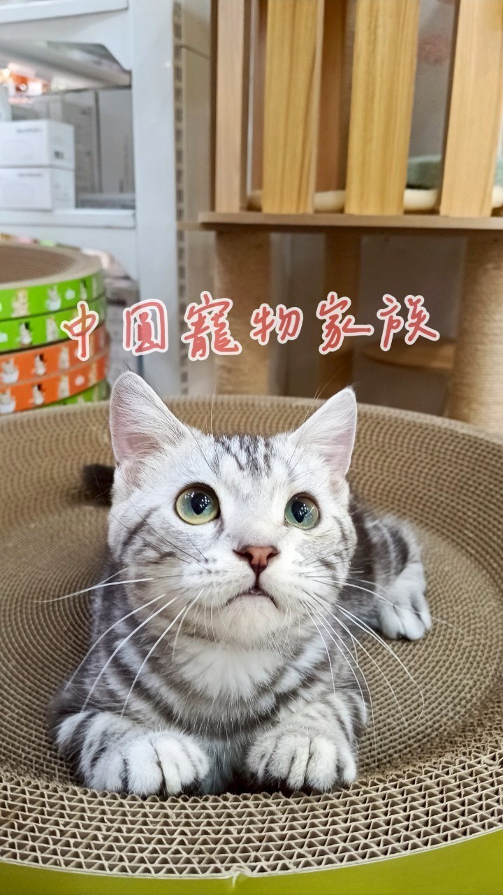 中圓寵物家族／銀白美國短毛貓