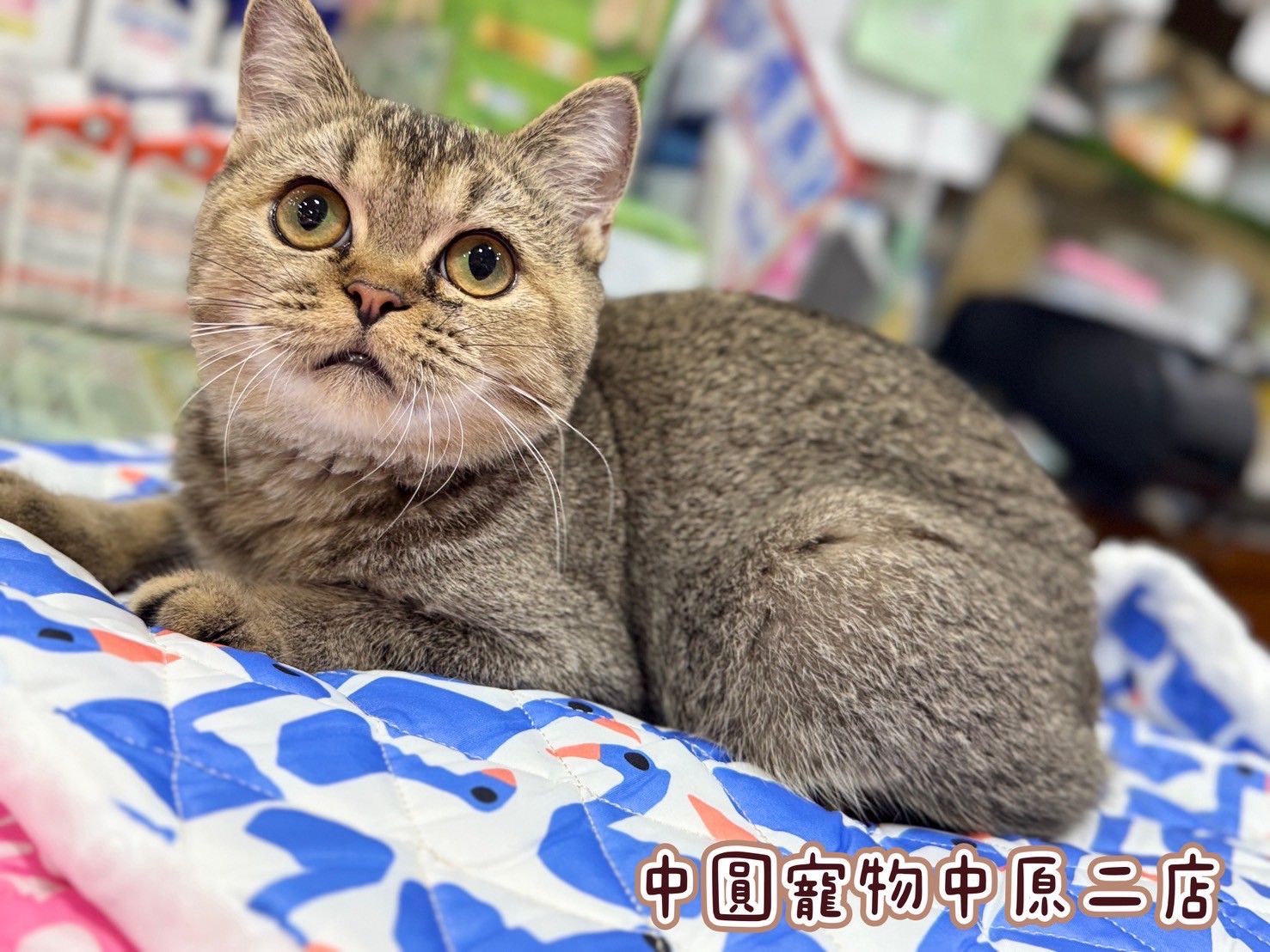 中圓寵物家族／黑金色英國短毛貓