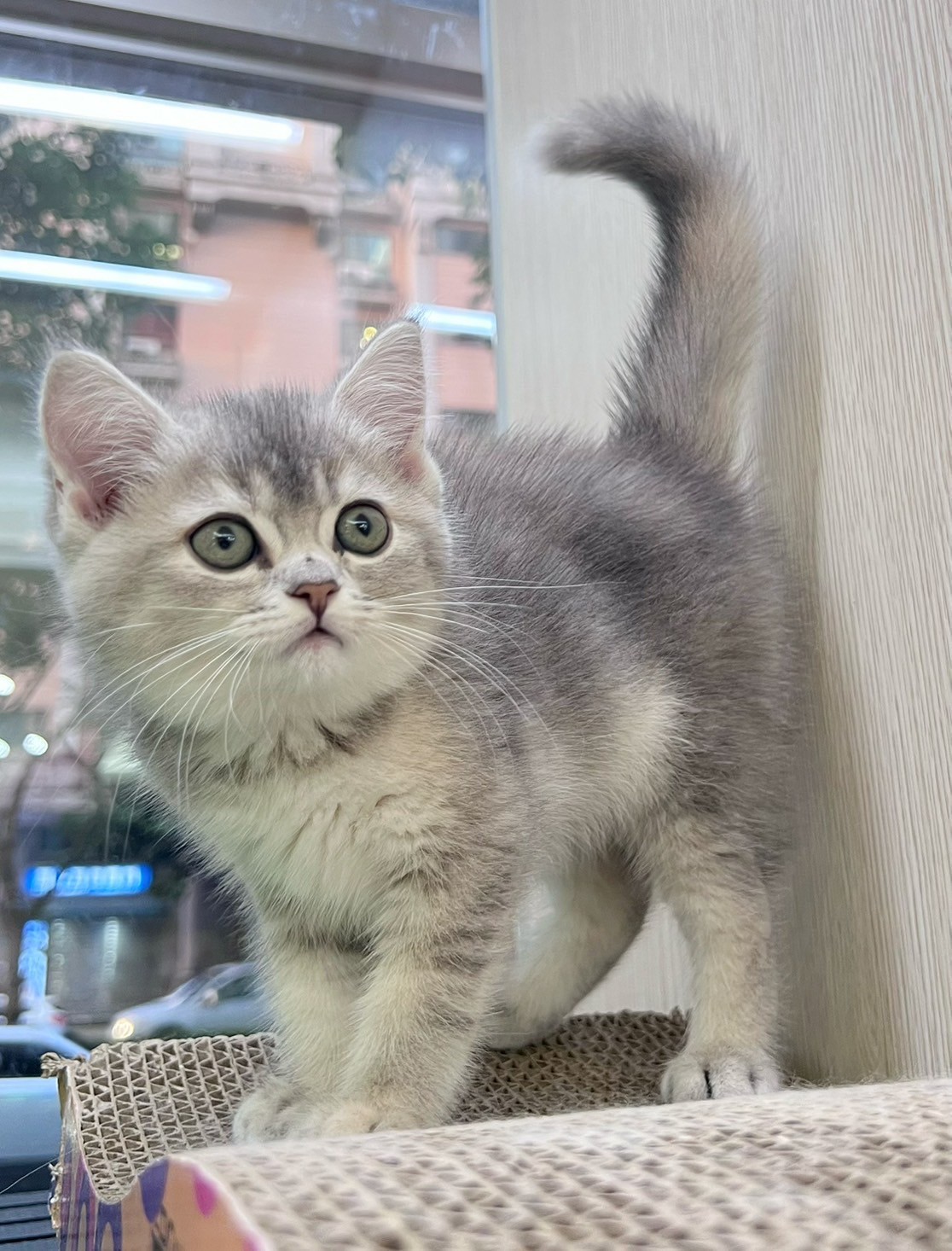 中圓寵物家族／藍金英國短毛貓