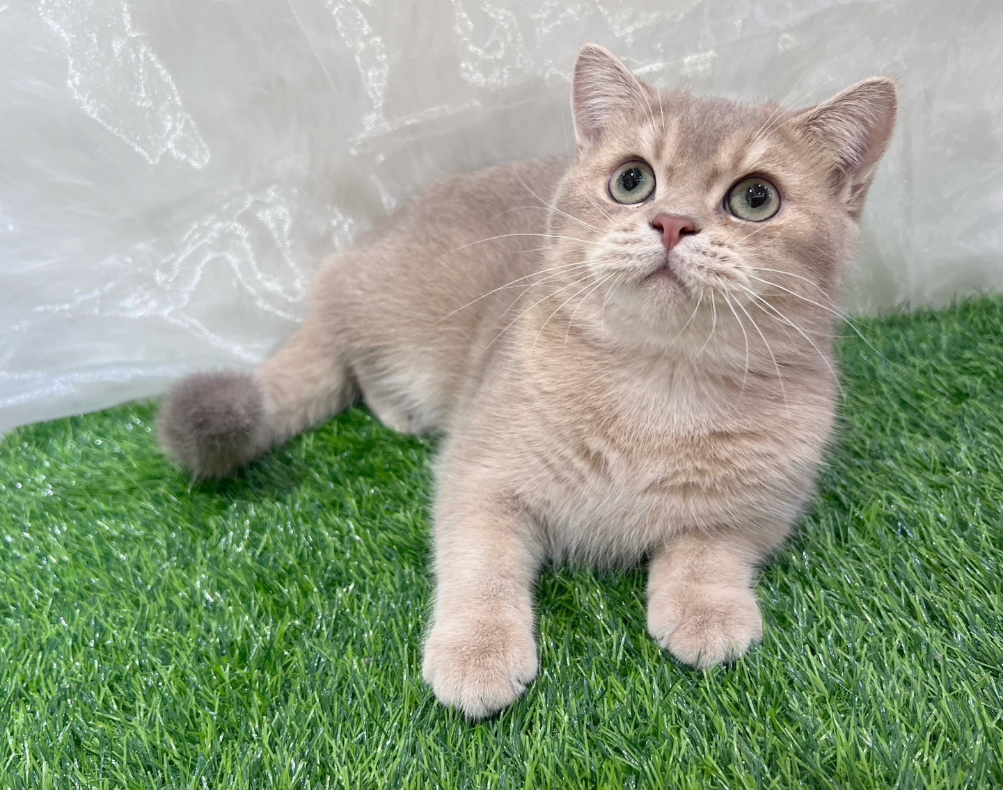 中圓寵物家族／紫金色英國短毛貓