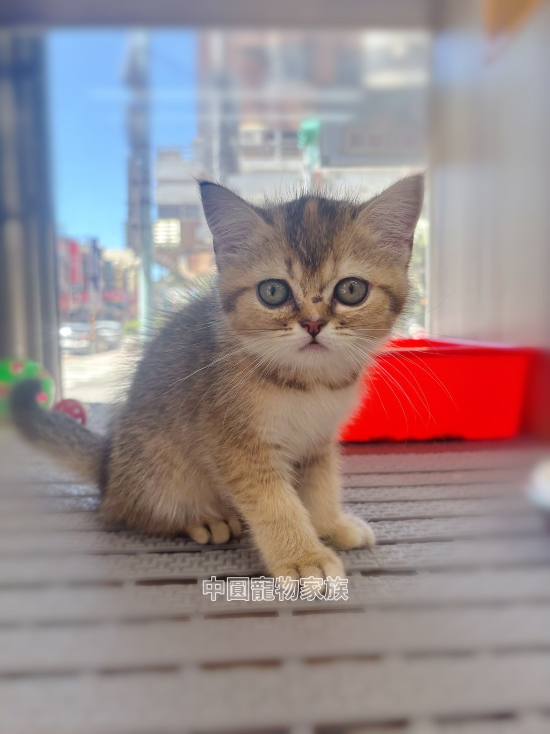 中圓寵物家族／黑金色英國短毛貓