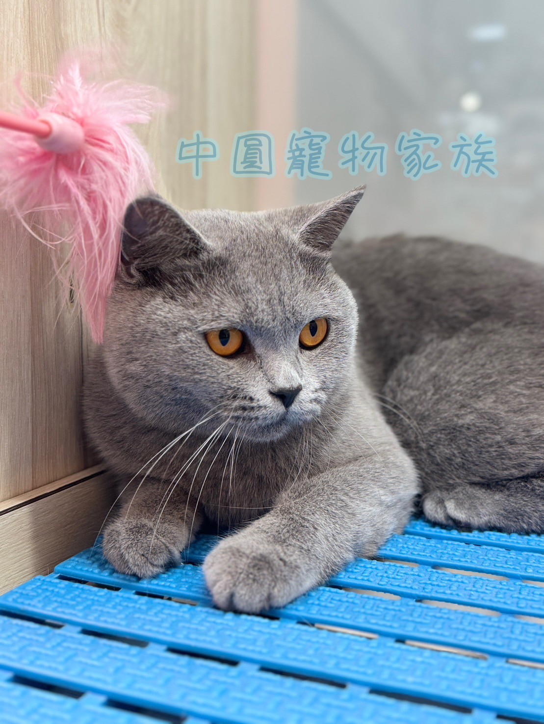 中圓寵物家族／藍色英國短毛貓