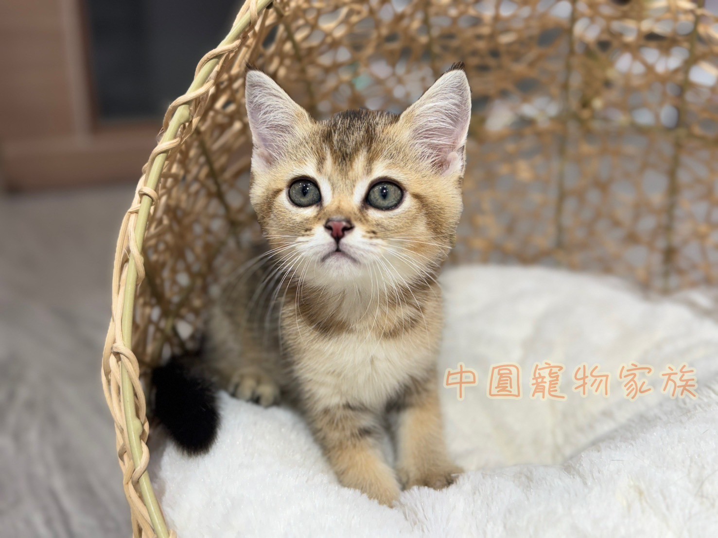 中圓寵物家族／黑金色英國短毛貓