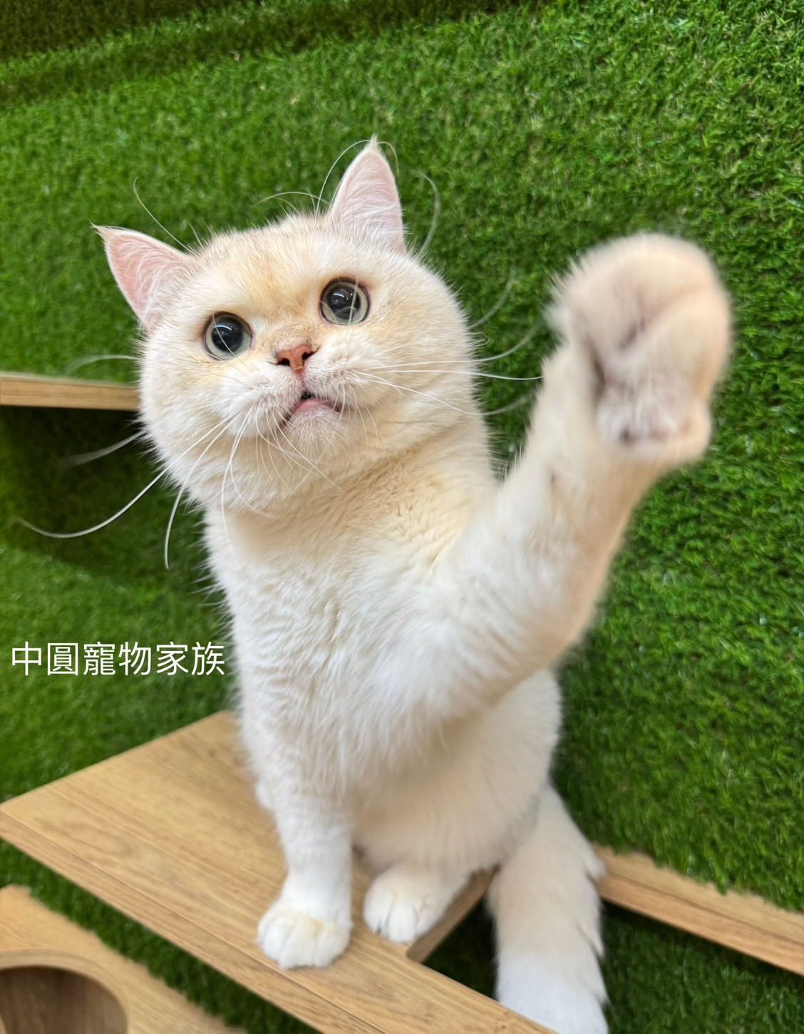 中圓寵物家族／銀漸層英國短毛貓