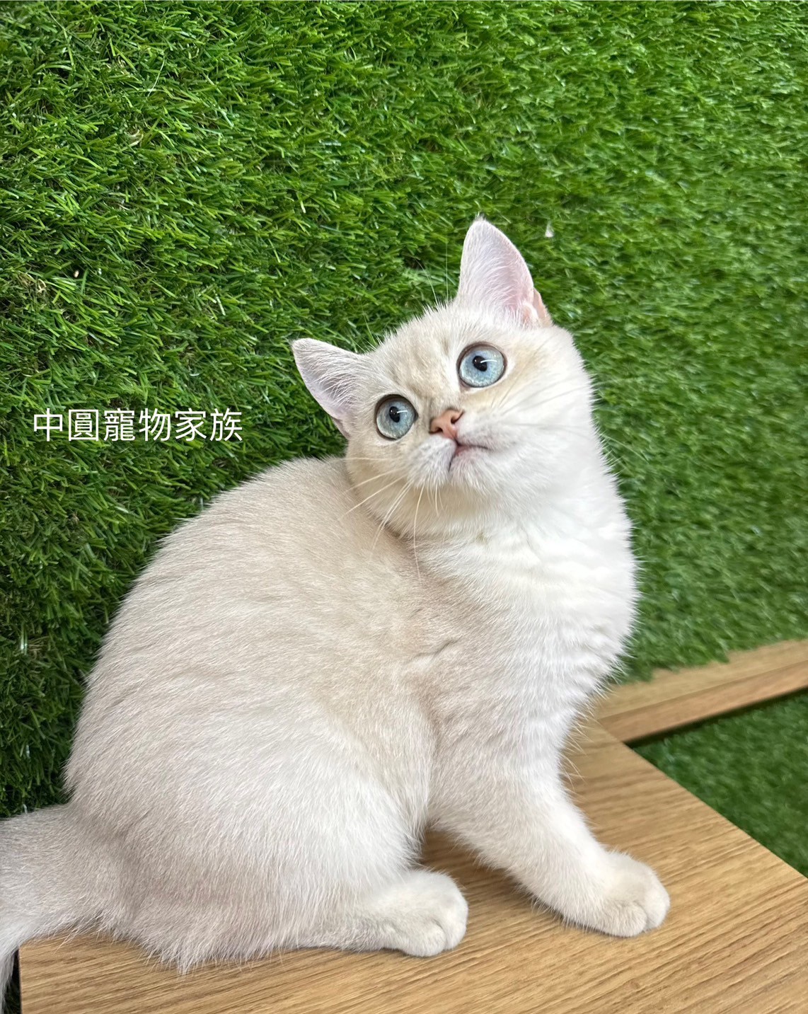 中圓寵物家族／銀漸層英國短毛貓
