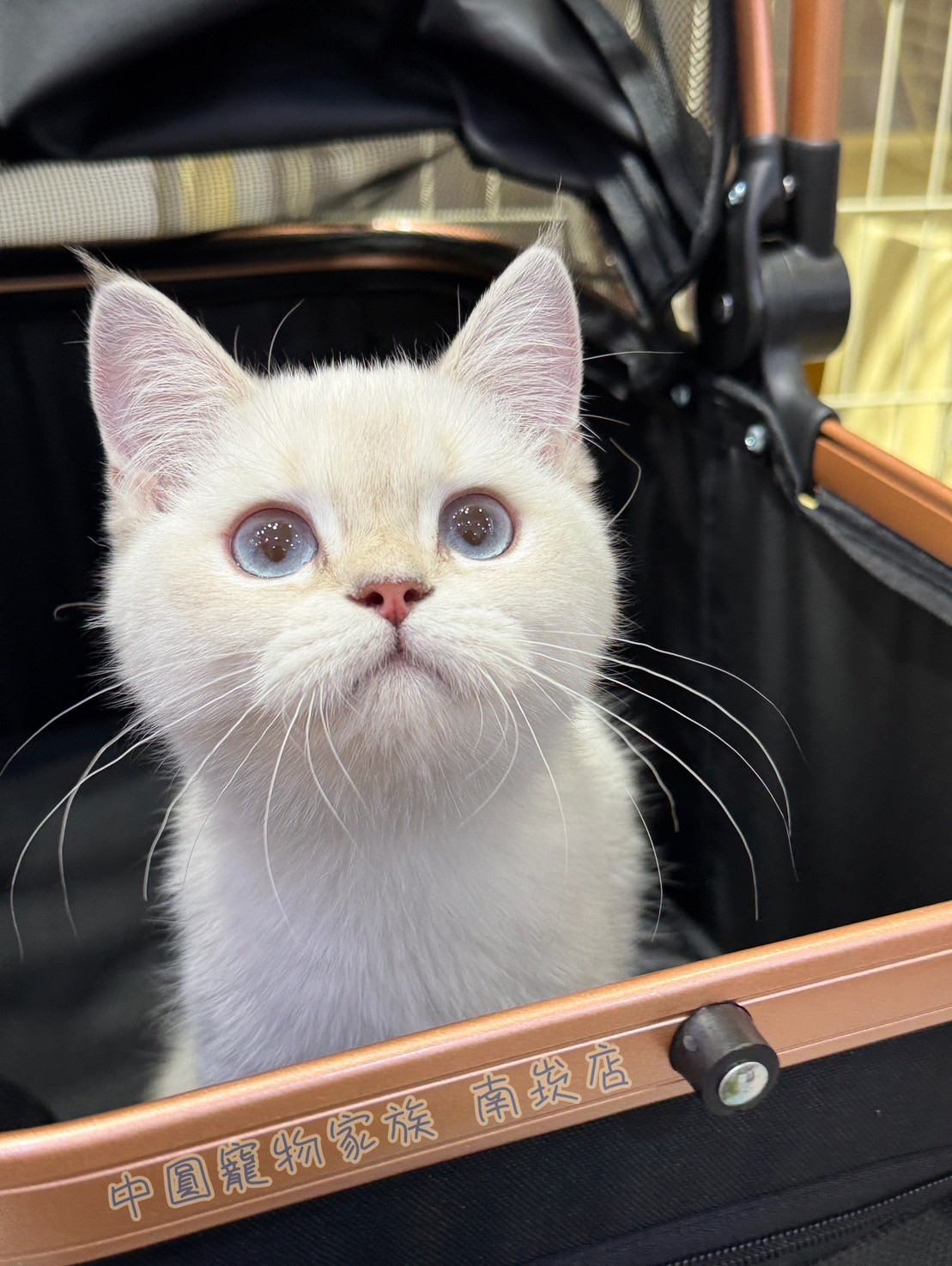 中圓寵物家族／藍重點英國短毛貓