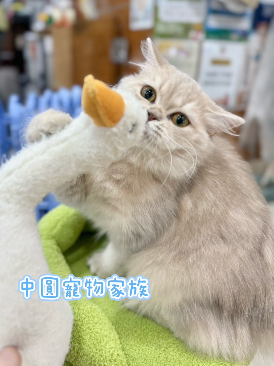 中圓寵物家族／紫金漸層英國長毛貓