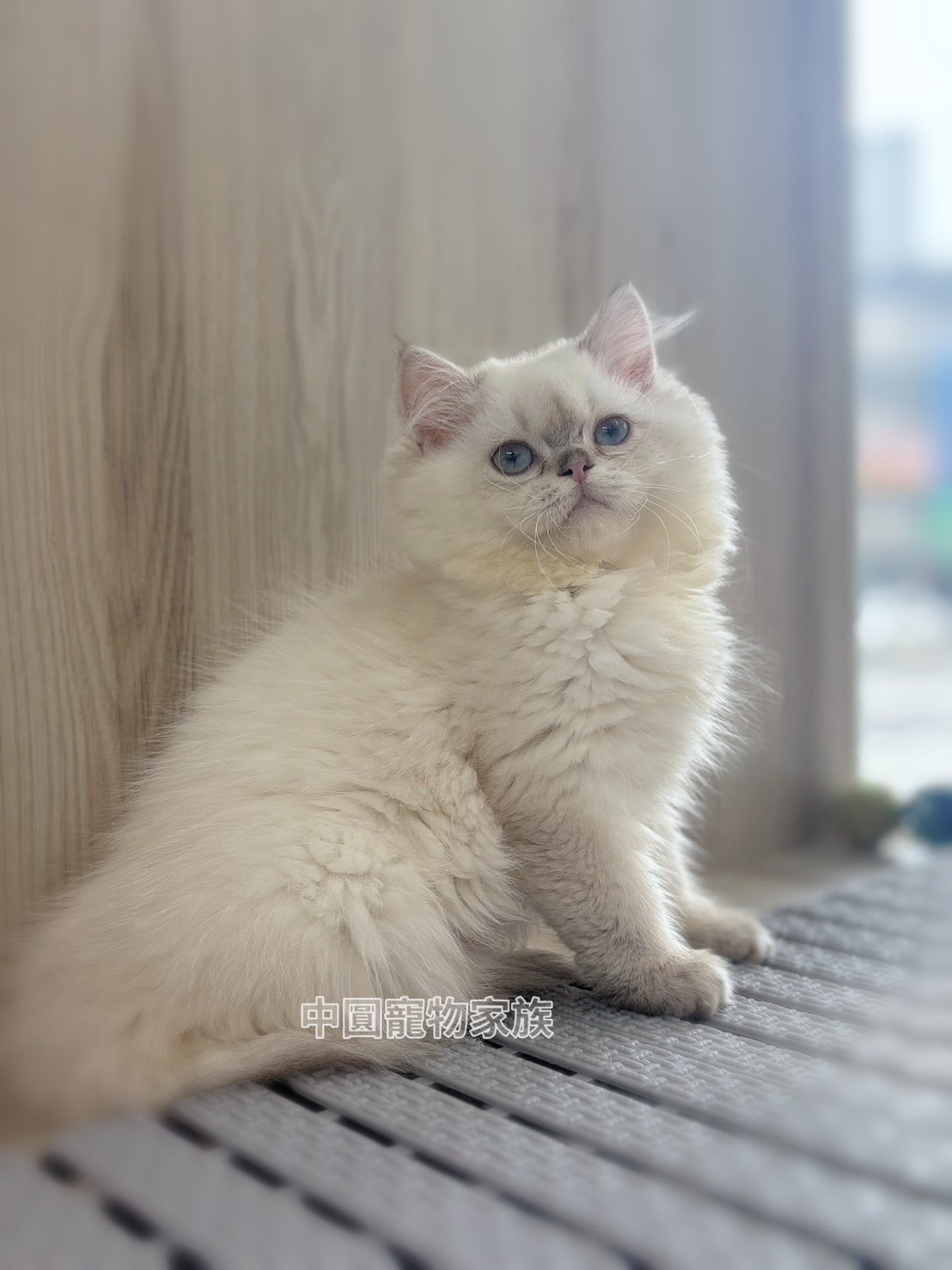 中圓寵物家族／藍金點英國長毛貓