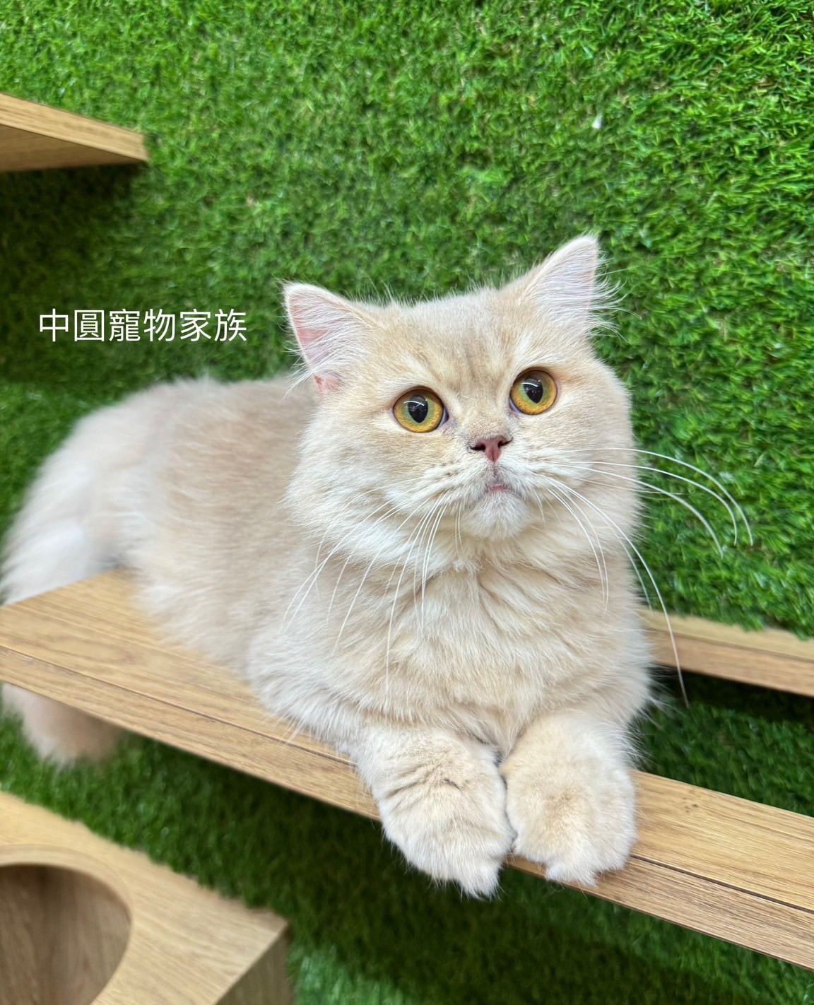 中圓寵物家族／藍金漸層英國長毛貓