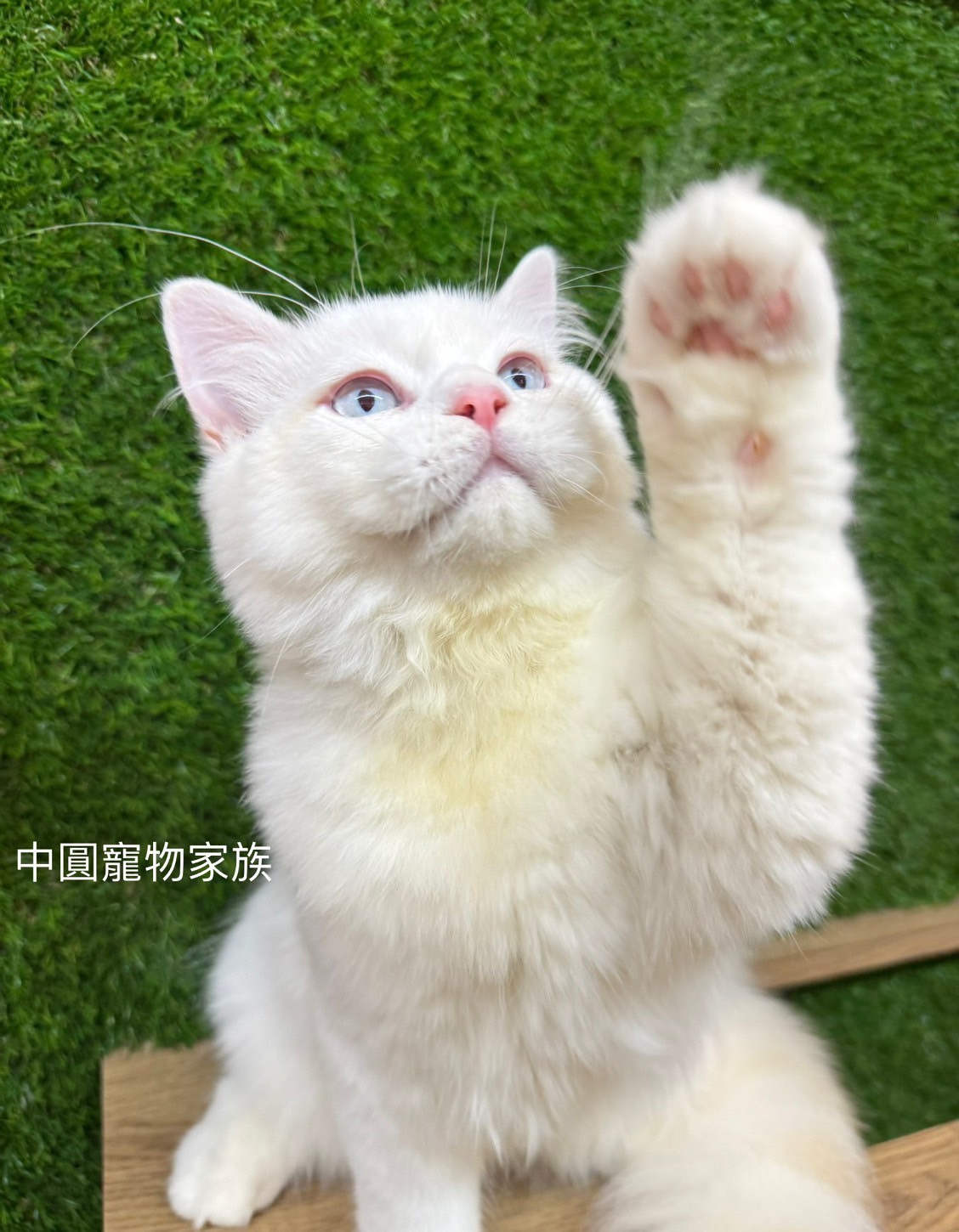 中圓寵物家族／奶端色非標準小步舞曲