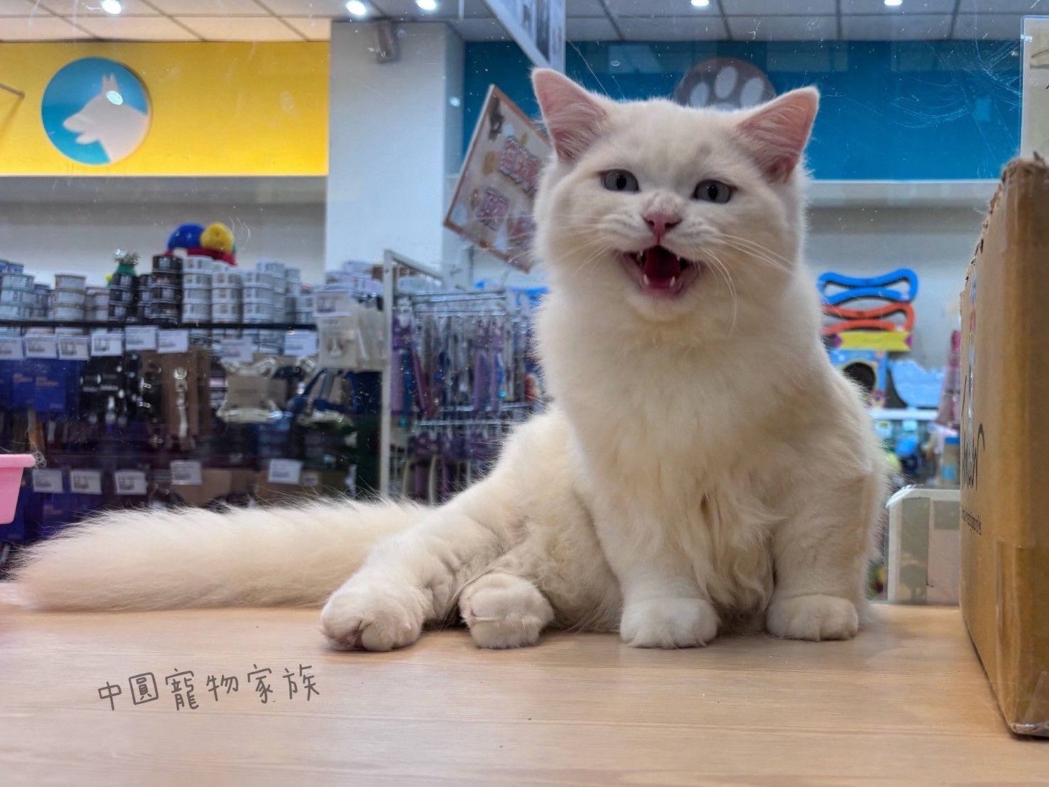 中圓寵物家族／奶端非標準小步舞曲