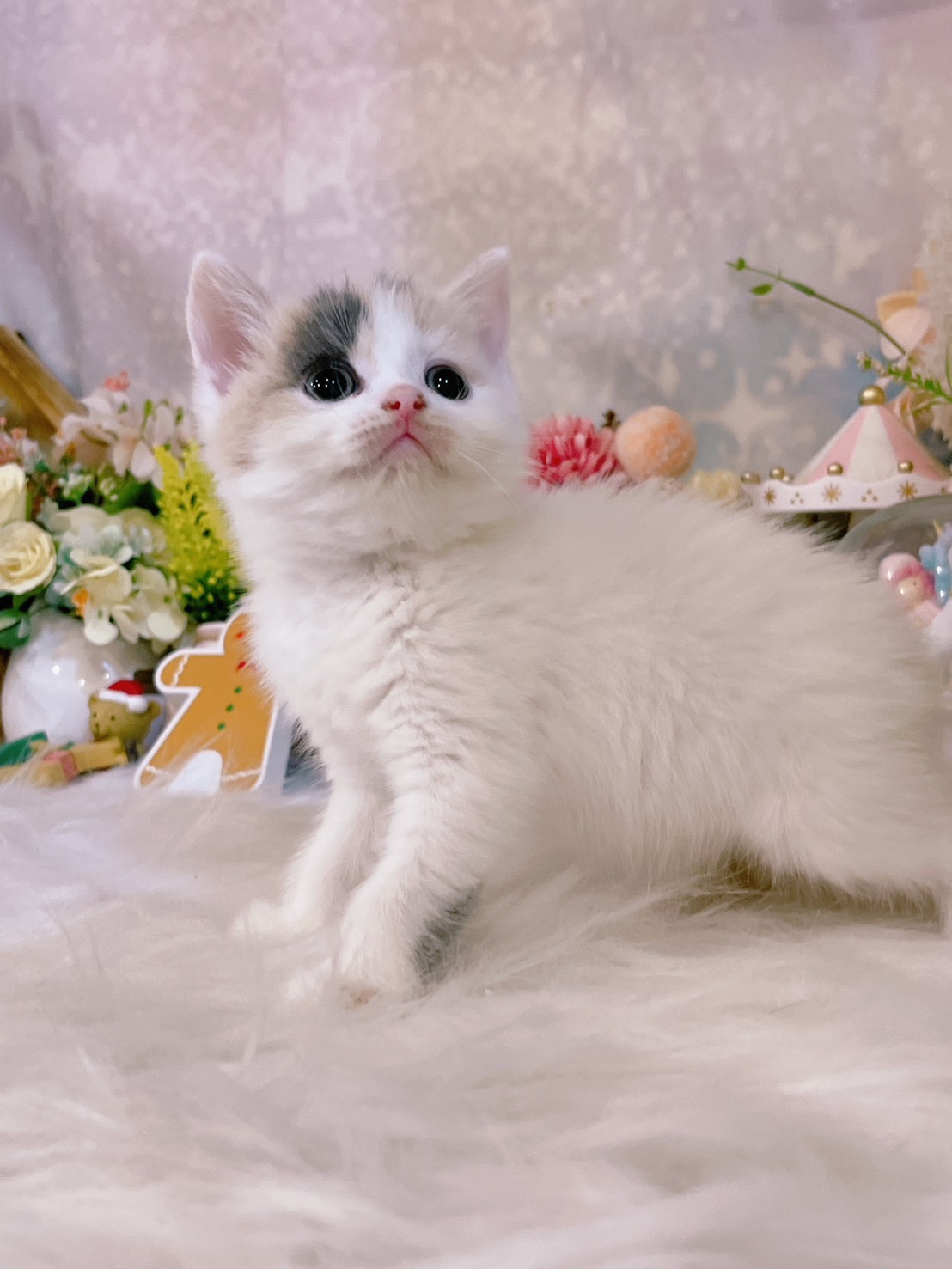 星光貓舍／梵色三花英國短毛貓