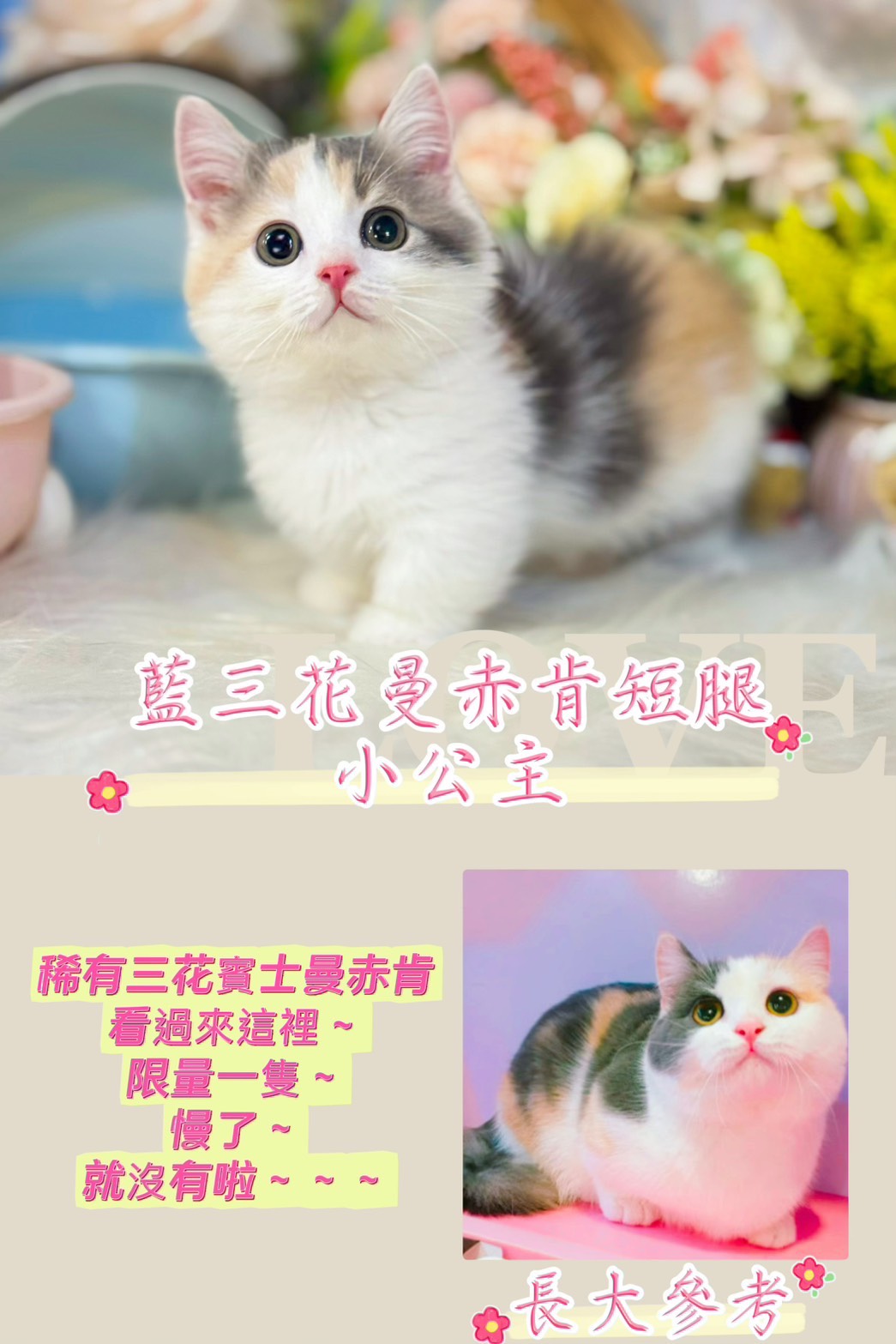星光貓舍／藍三花曼赤肯