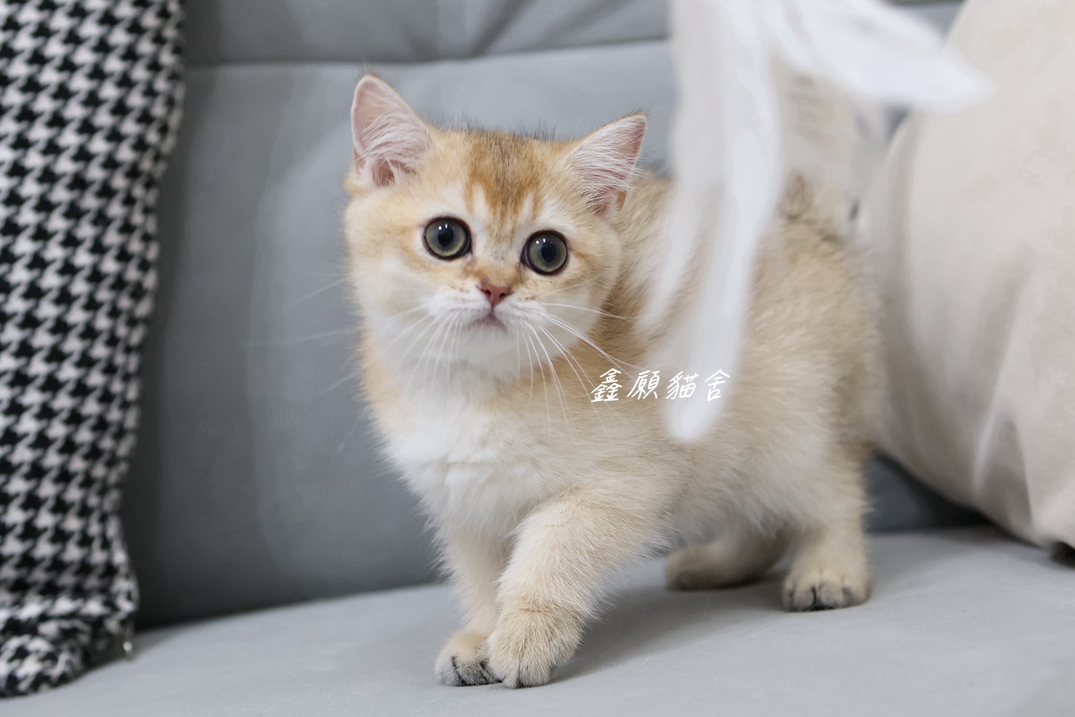 鑫願貓舍／金漸層英國短毛貓