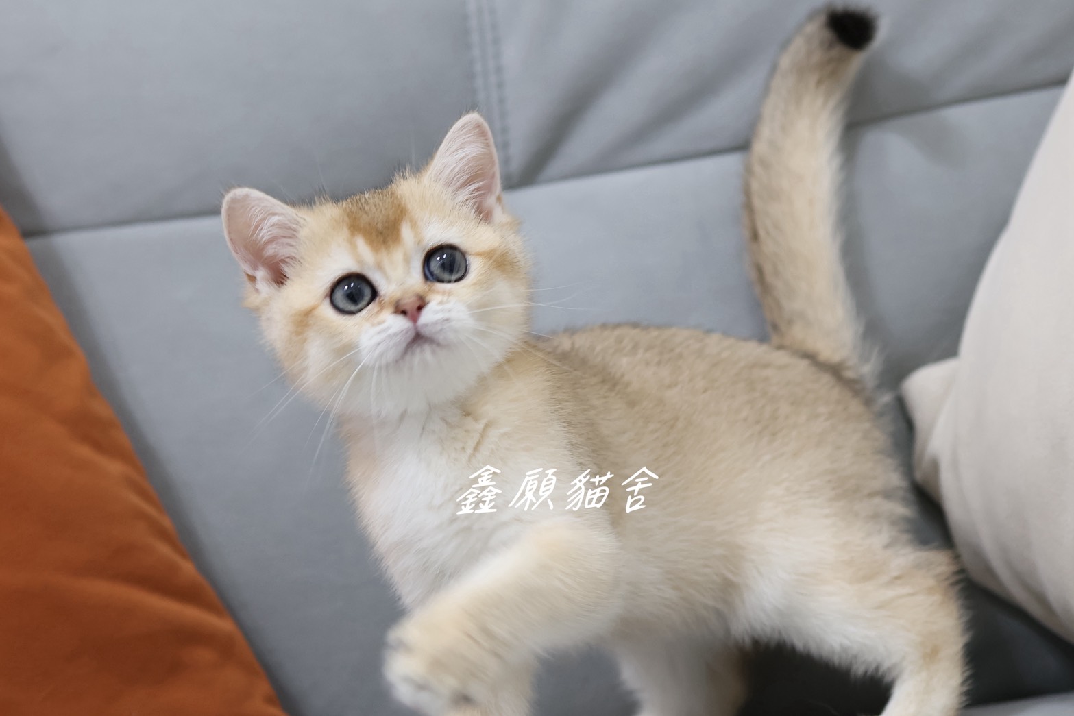 鑫願貓舍／金漸層英國短毛貓
