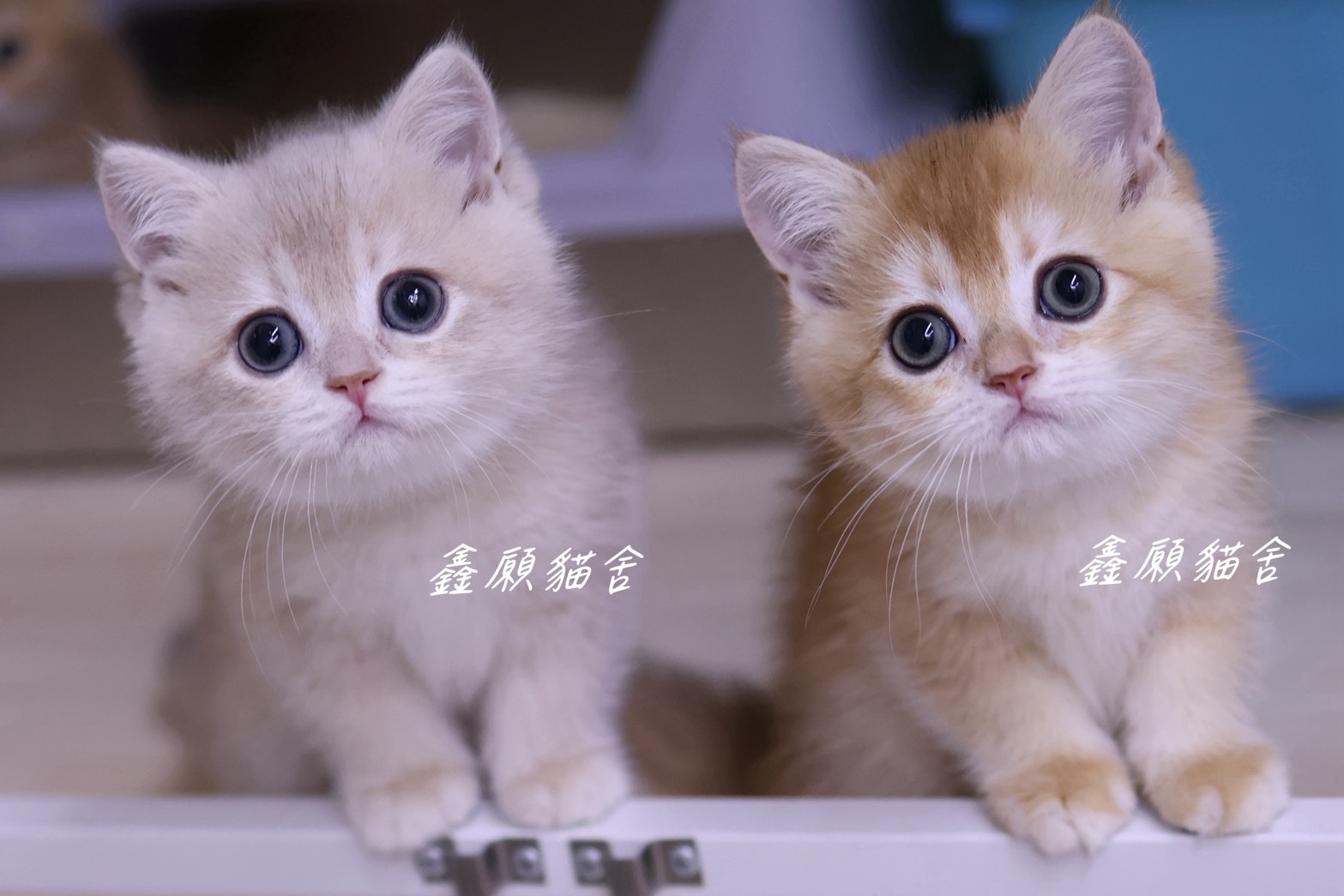 鑫願貓舍／藍金漸層英國短毛貓