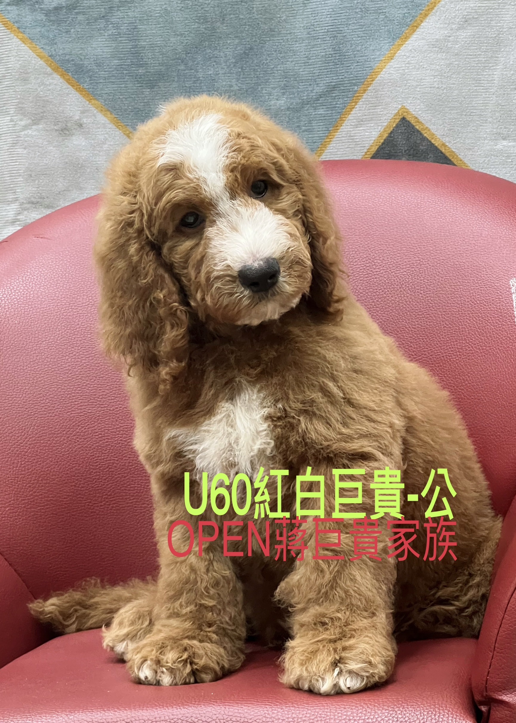 OPEN蔣犬舍／紅白巨型貴賓
