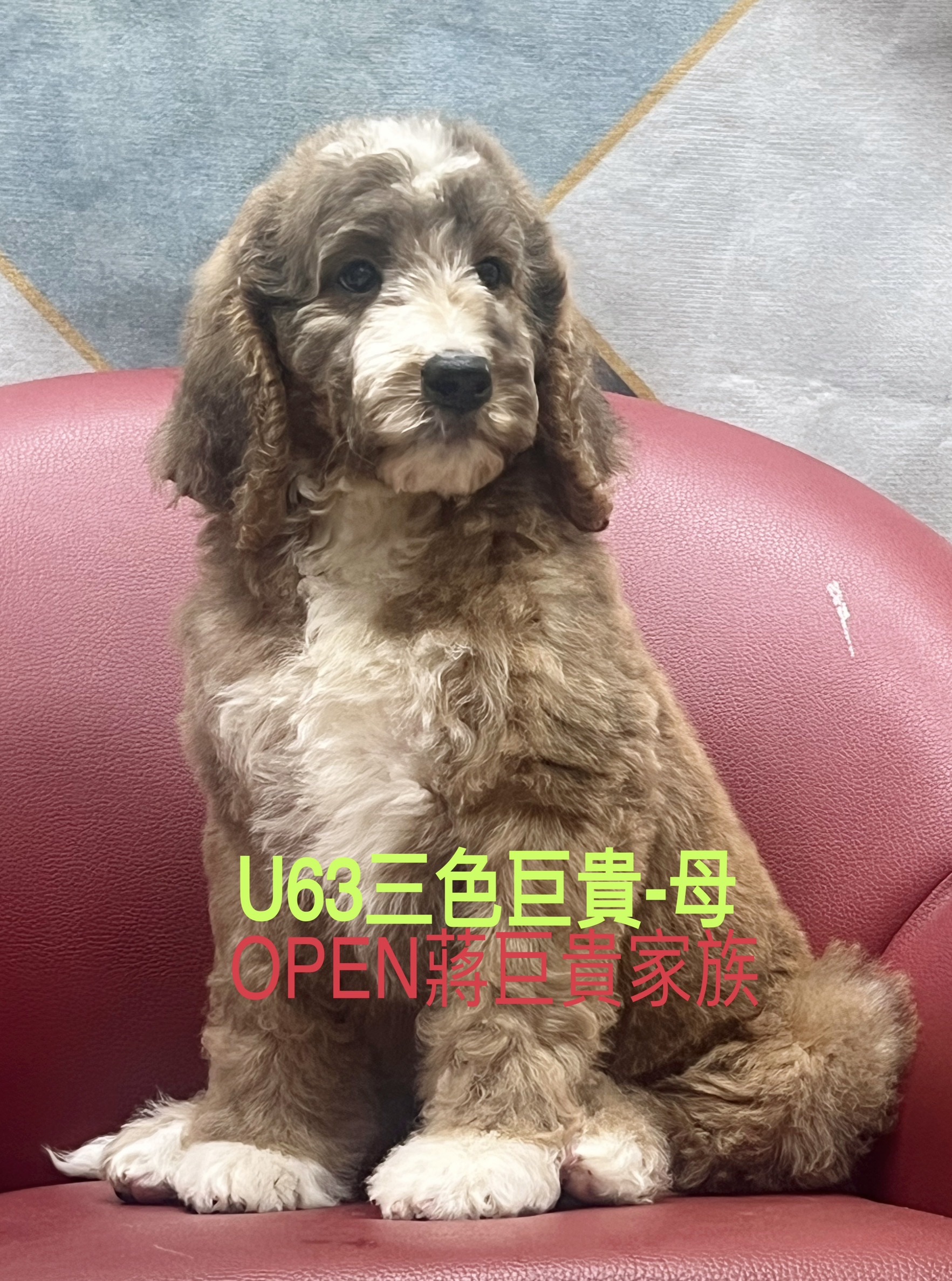OPEN蔣犬舍／三花色巨型貴賓