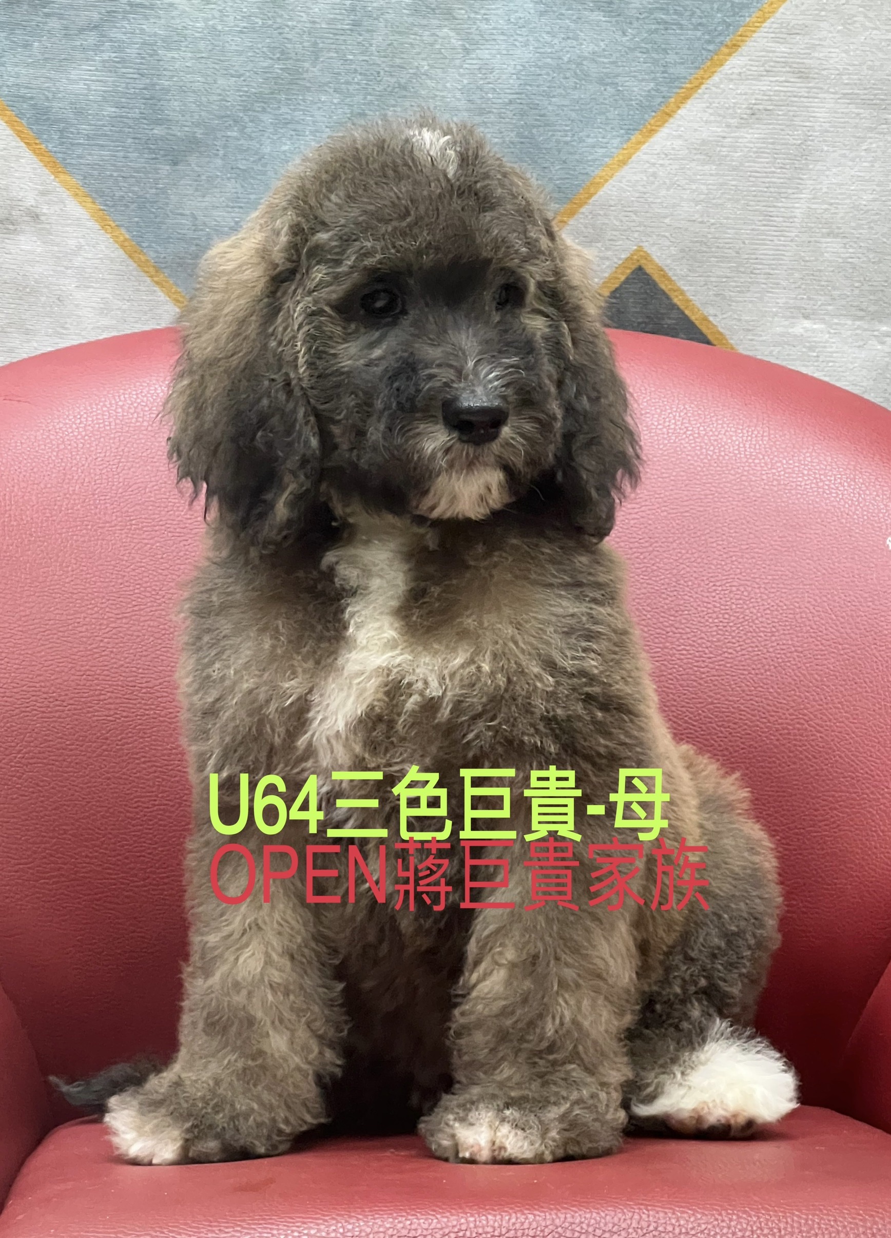 OPEN蔣犬舍／三花色巨型貴賓