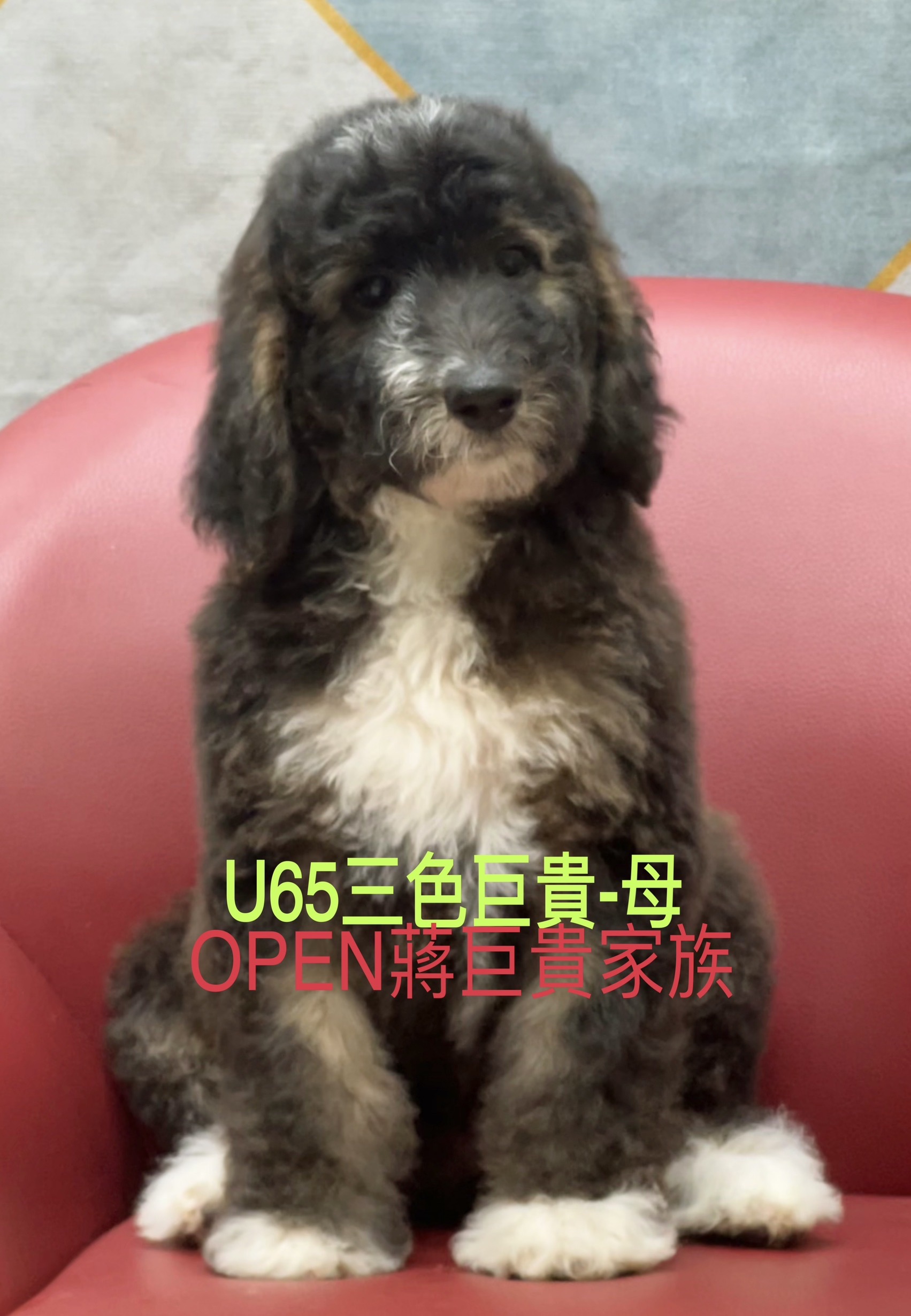OPEN蔣犬舍／三花色巨型貴賓