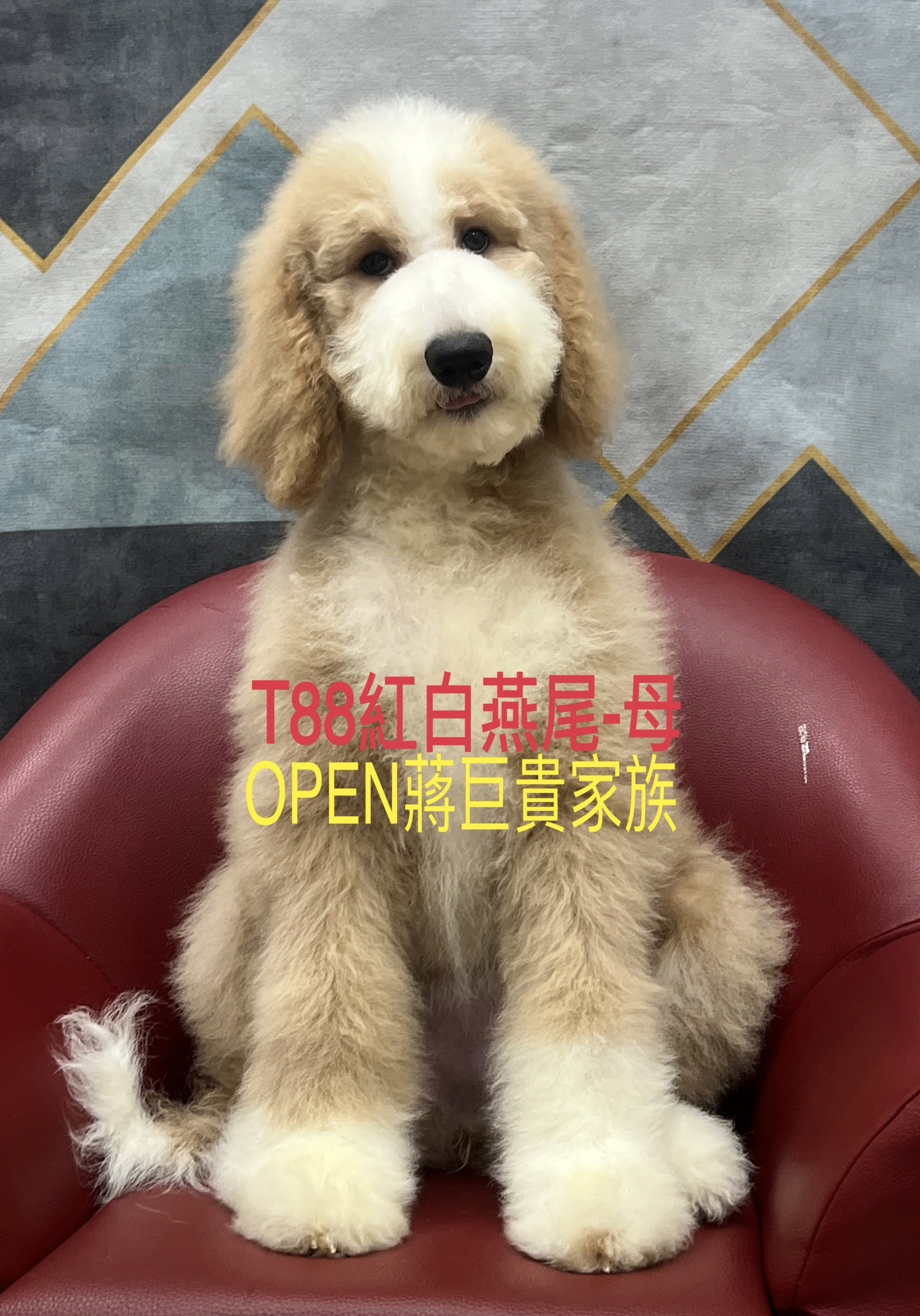 OPEN蔣犬舍／紅白燕尾巨型貴賓